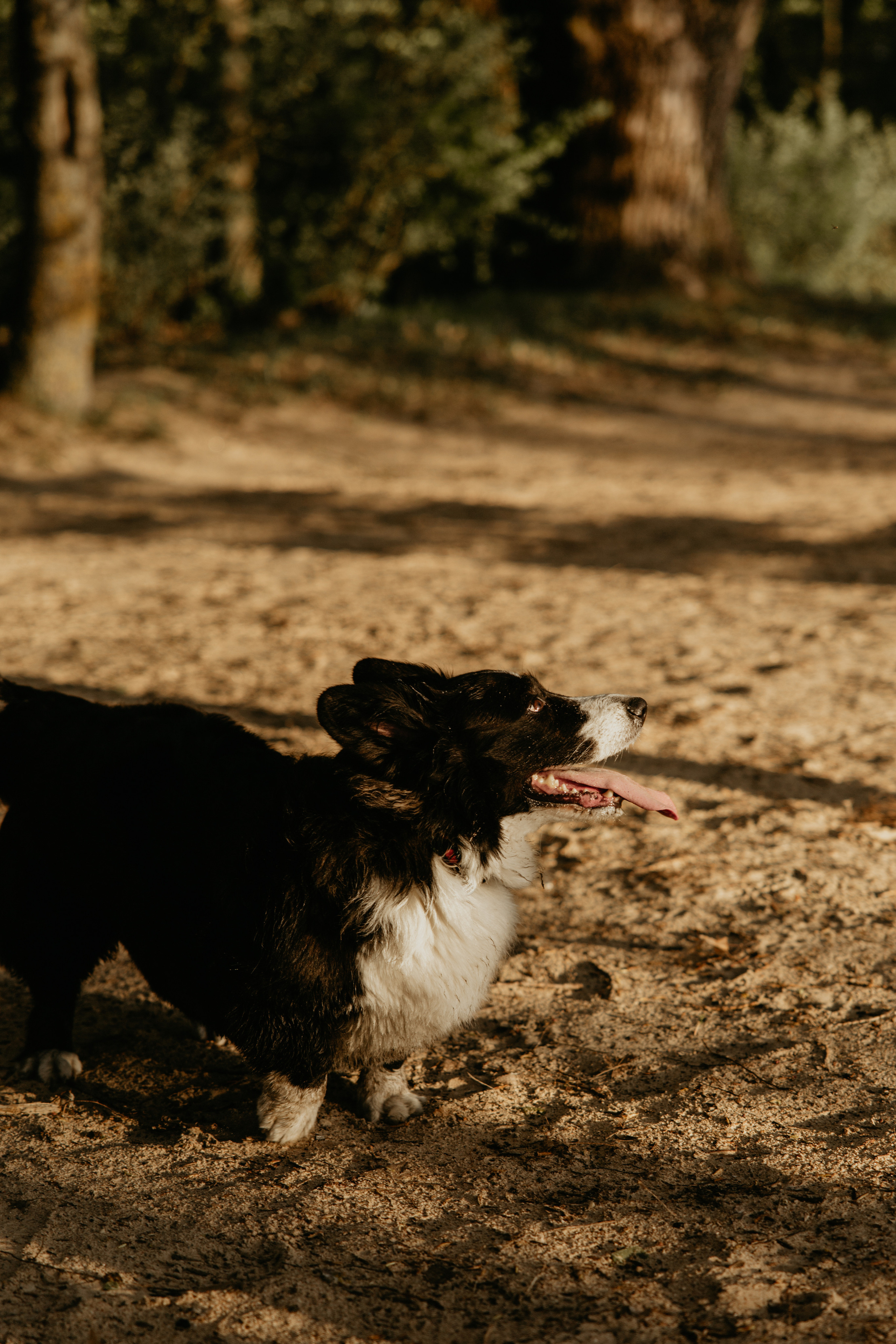 С Корги на Минском море. Свадебный и портретный фотограф Минск Евсович Инна