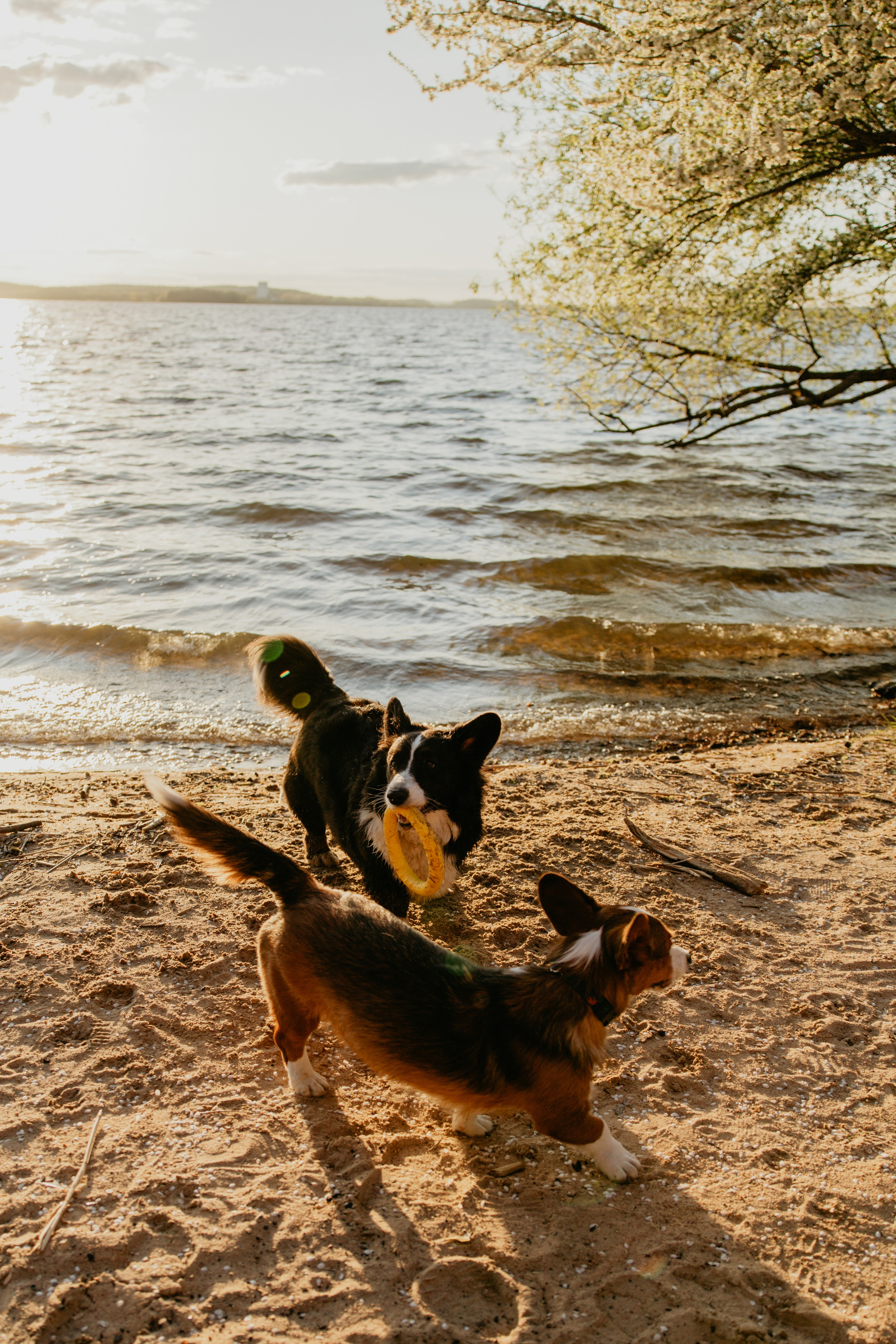 С Корги на Минском море. Свадебный и портретный фотограф Минск Евсович Инна