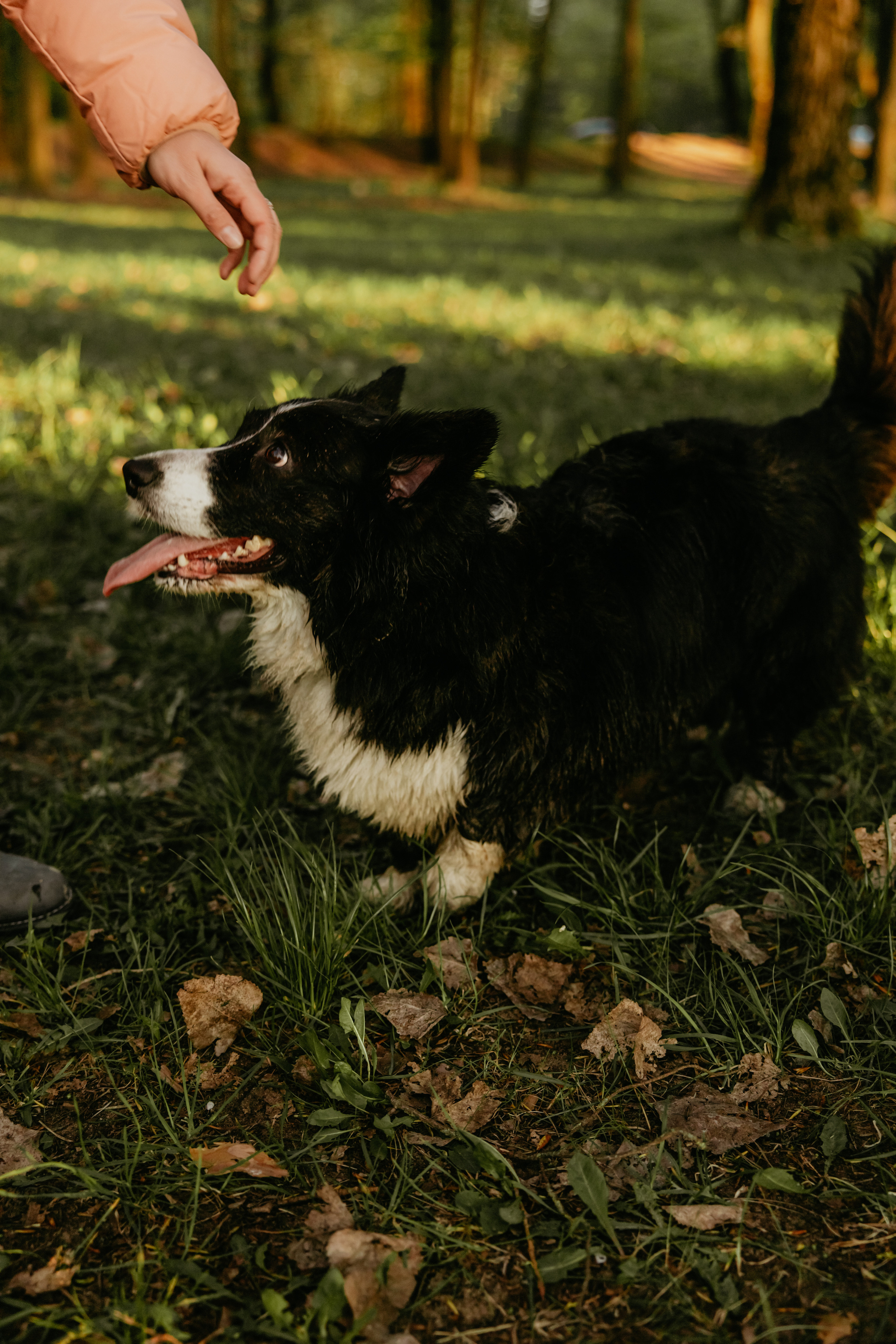 С Корги на Минском море. Свадебный и портретный фотограф Минск Евсович Инна