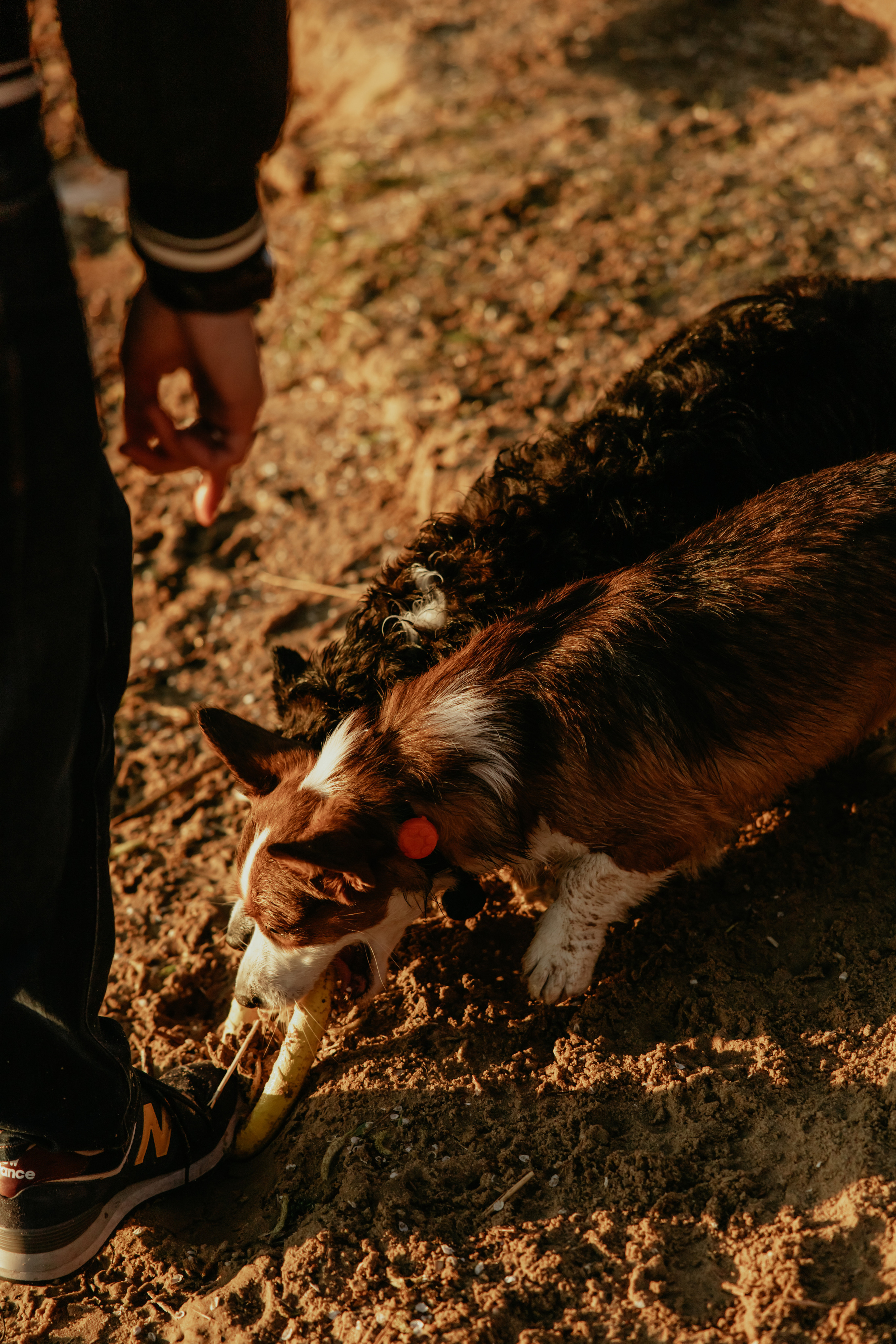 С Корги на Минском море. Свадебный и портретный фотограф Минск Евсович Инна