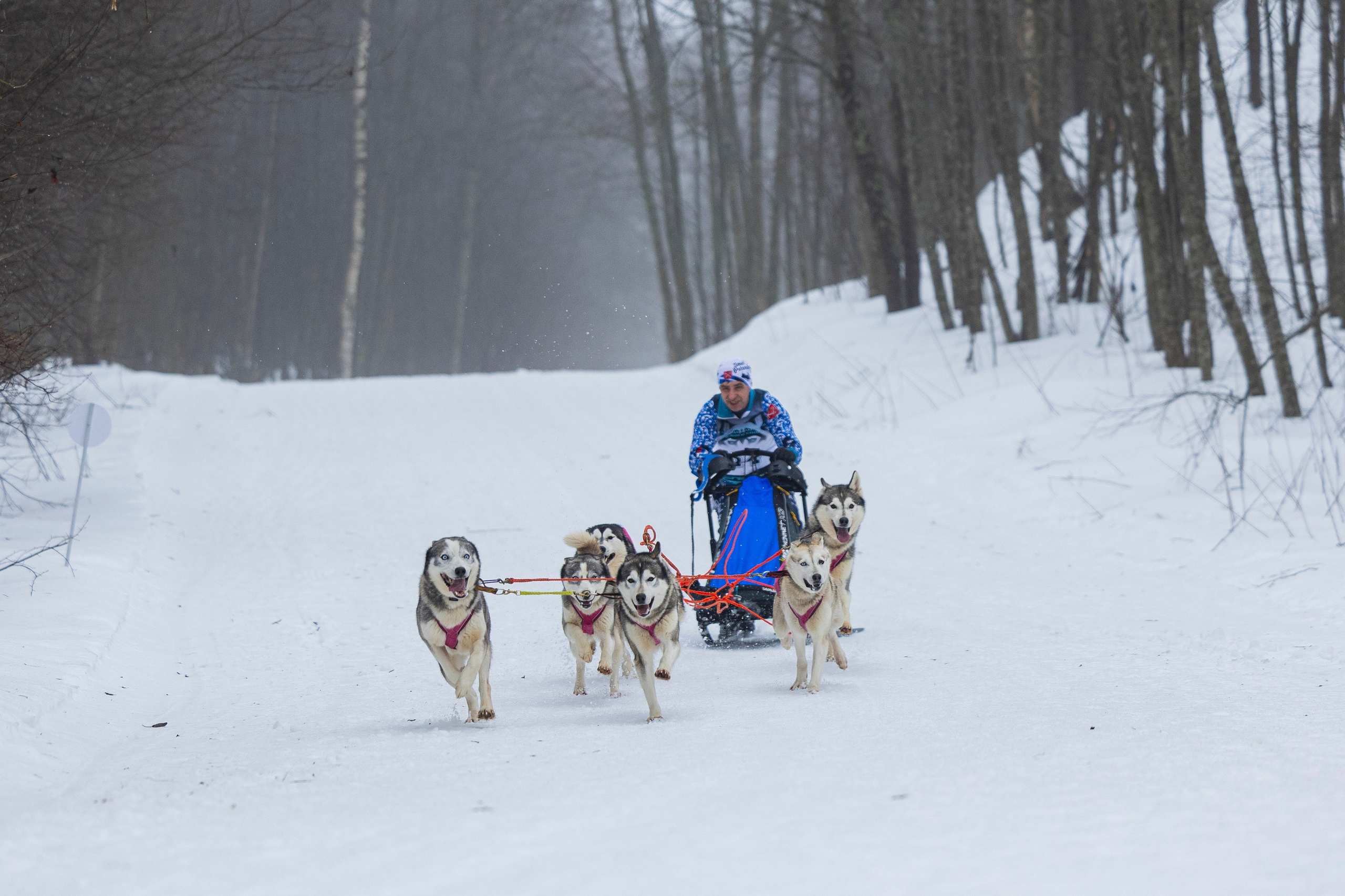 Зимний Чемпионат Санкт-Петербурга по ездовому спорту. Фотограф-анималист Анна Маринич