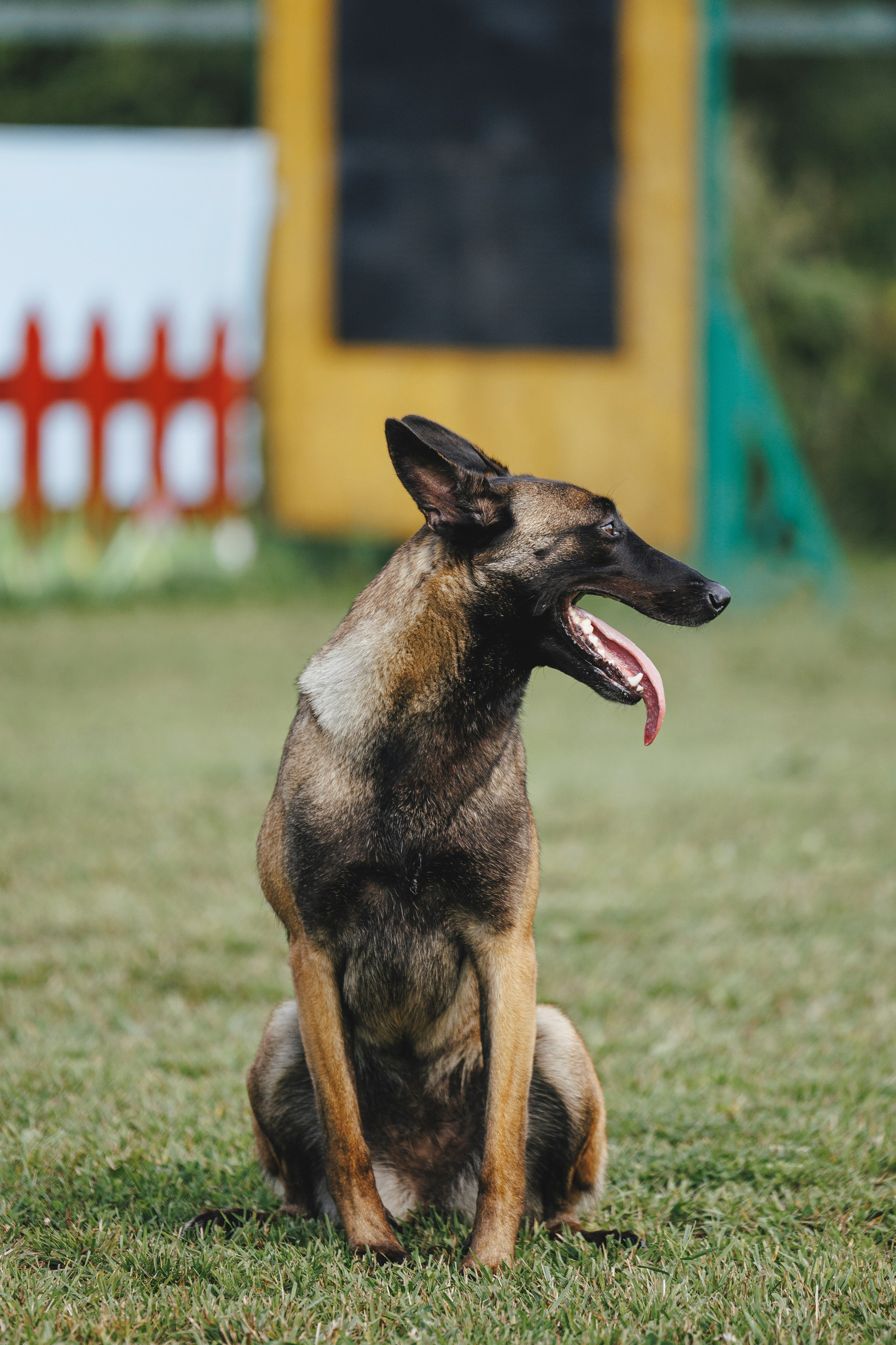 08.08.25-10.08.25 ЧР по мондьорингу г. Вологда. Фотограф-анималист Анна Маринич