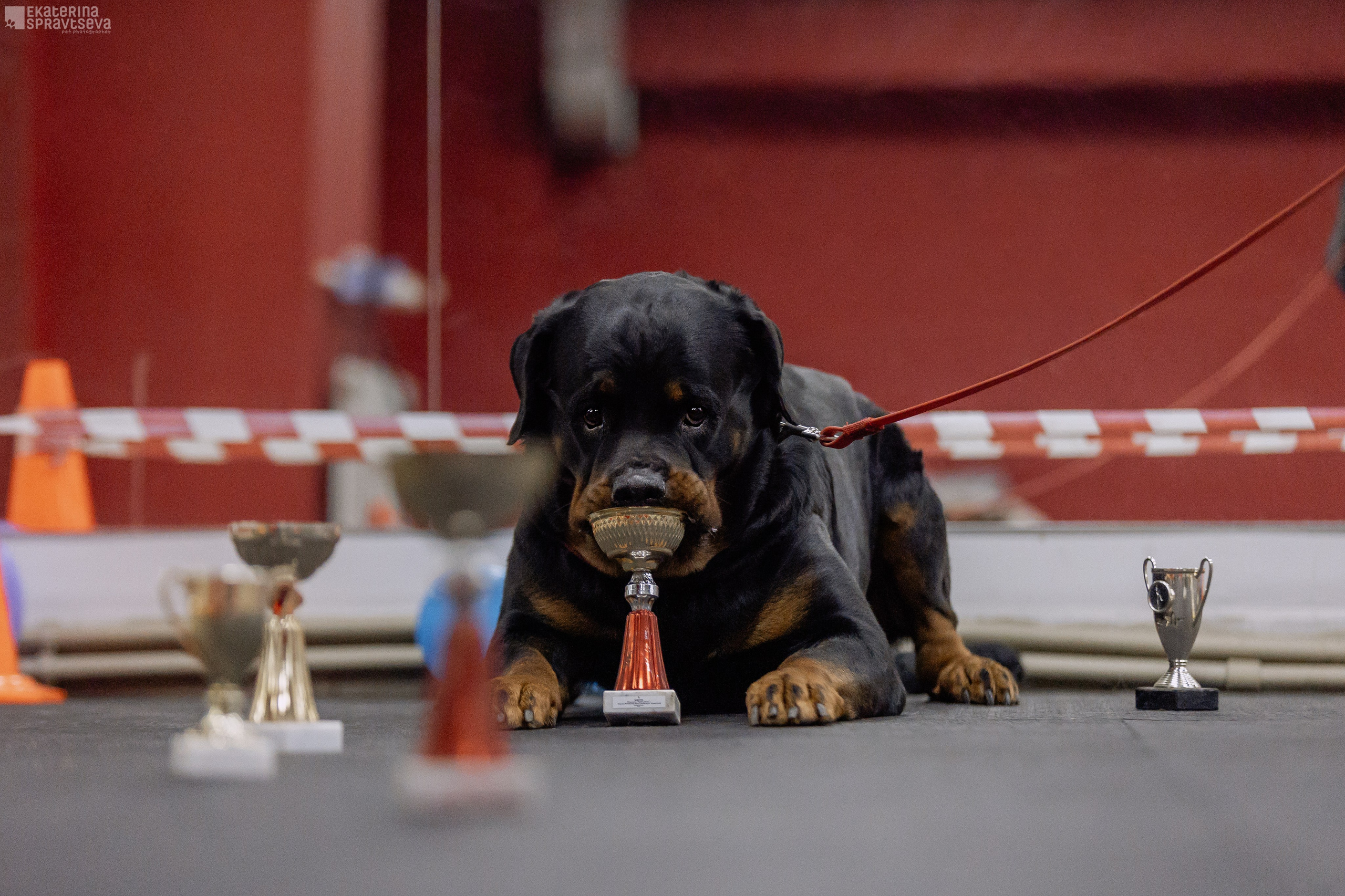 Праздник NoseWork. Фотограф Анималист Екатерина Справцева в Нижнем Новгороде