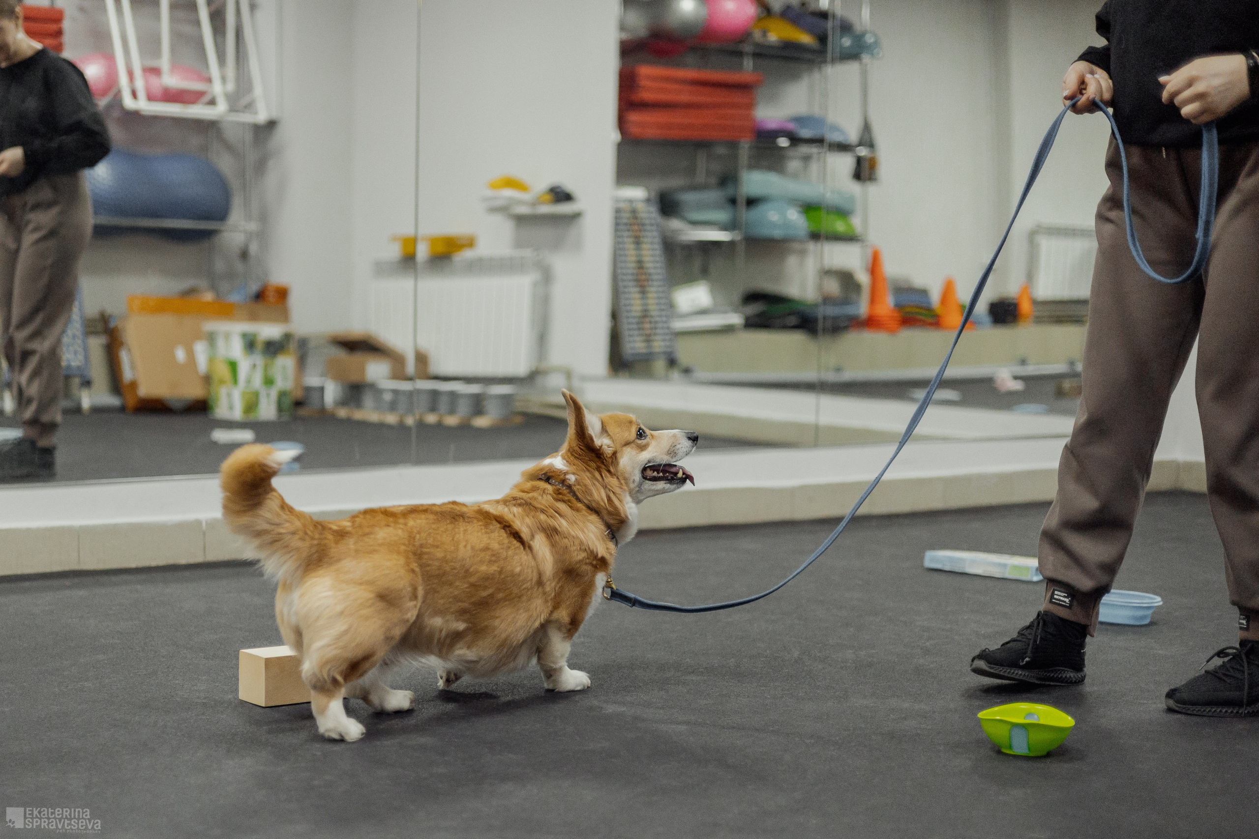 NoseWork. Фотограф Анималист Екатерина Справцева в Нижнем Новгороде