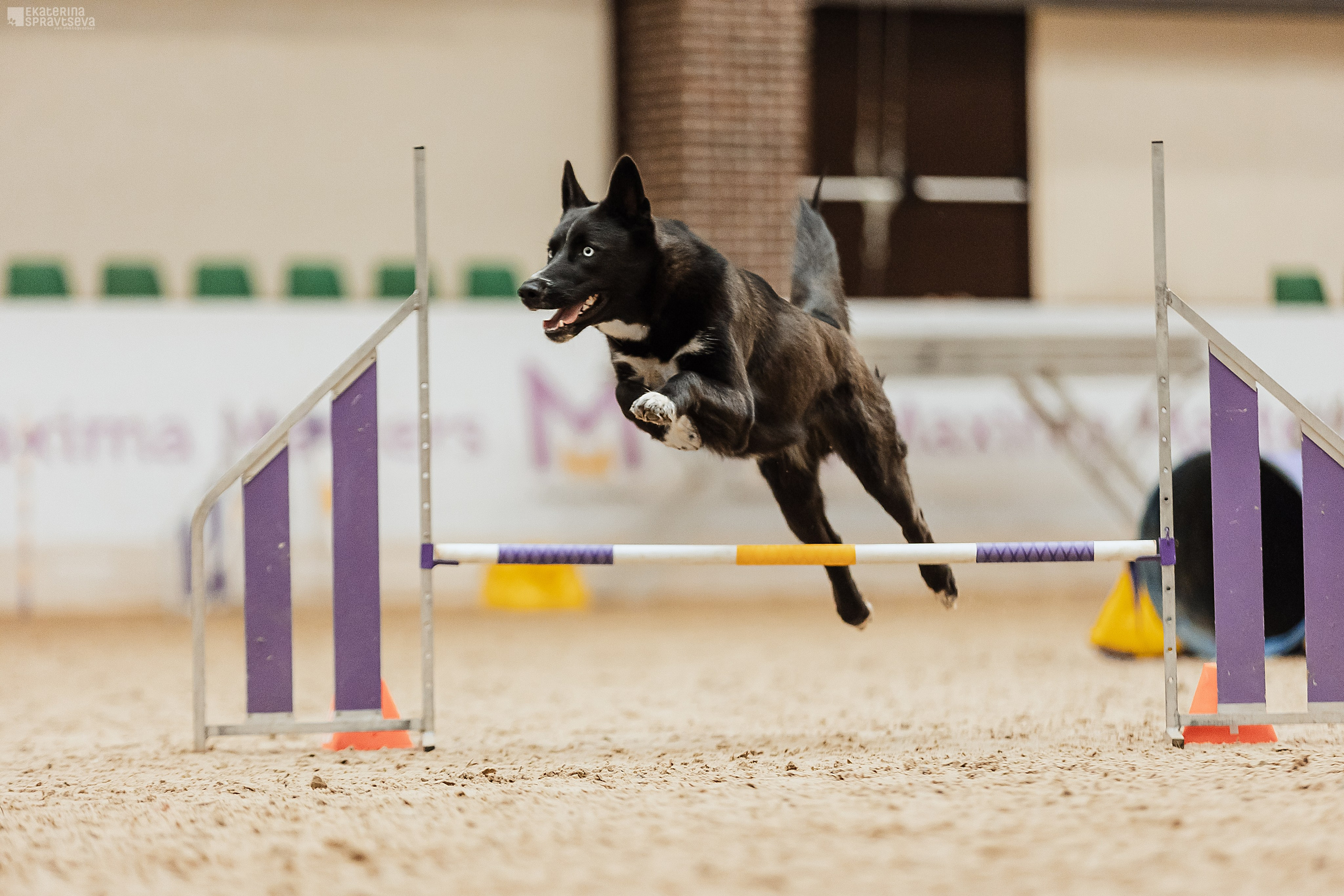 ЧРКФ Аджилити в Максима. Фотограф Анималист Екатерина Справцева в Нижнем Новгороде