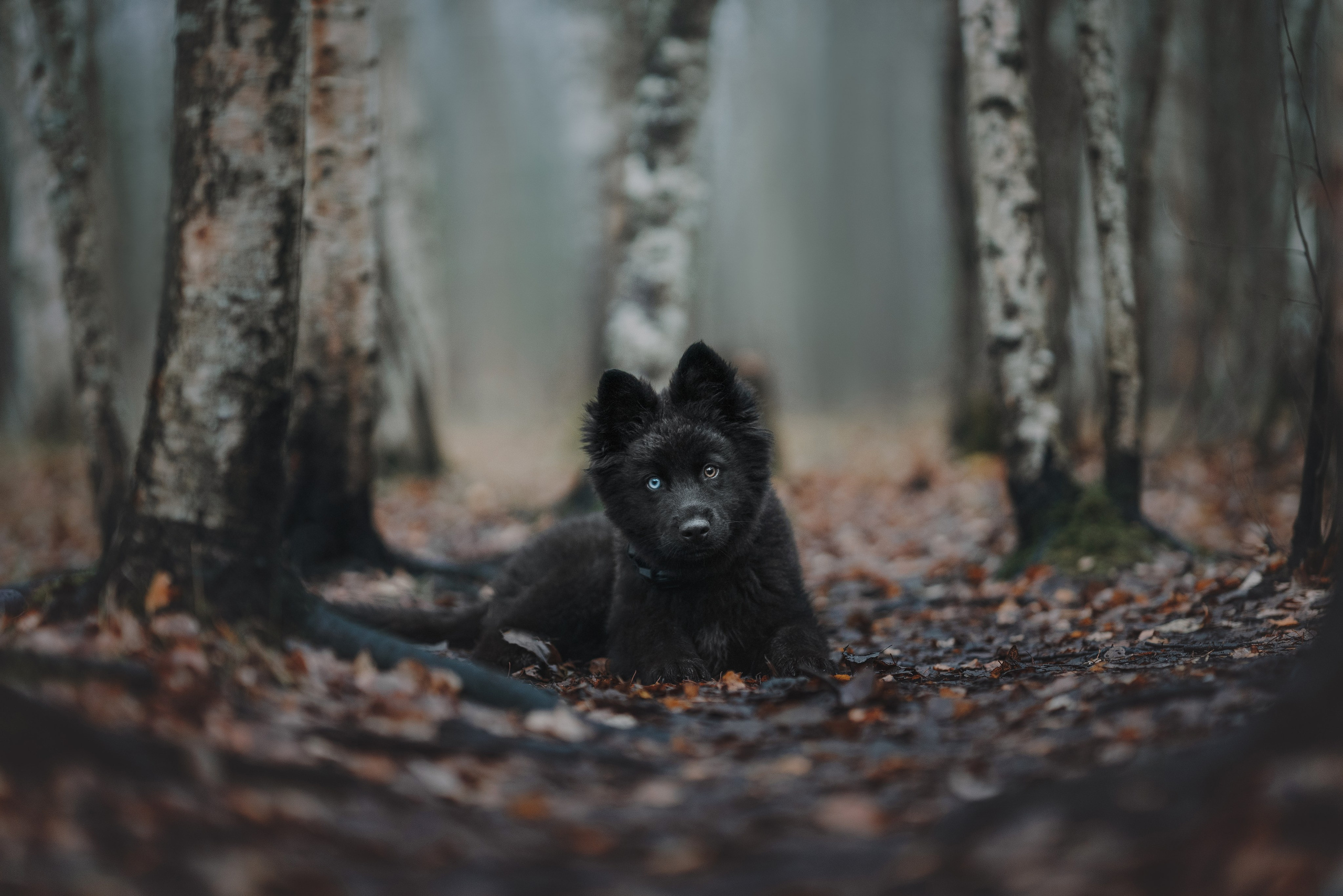 Джанго. Фотограф анималист Осипчикова Мария