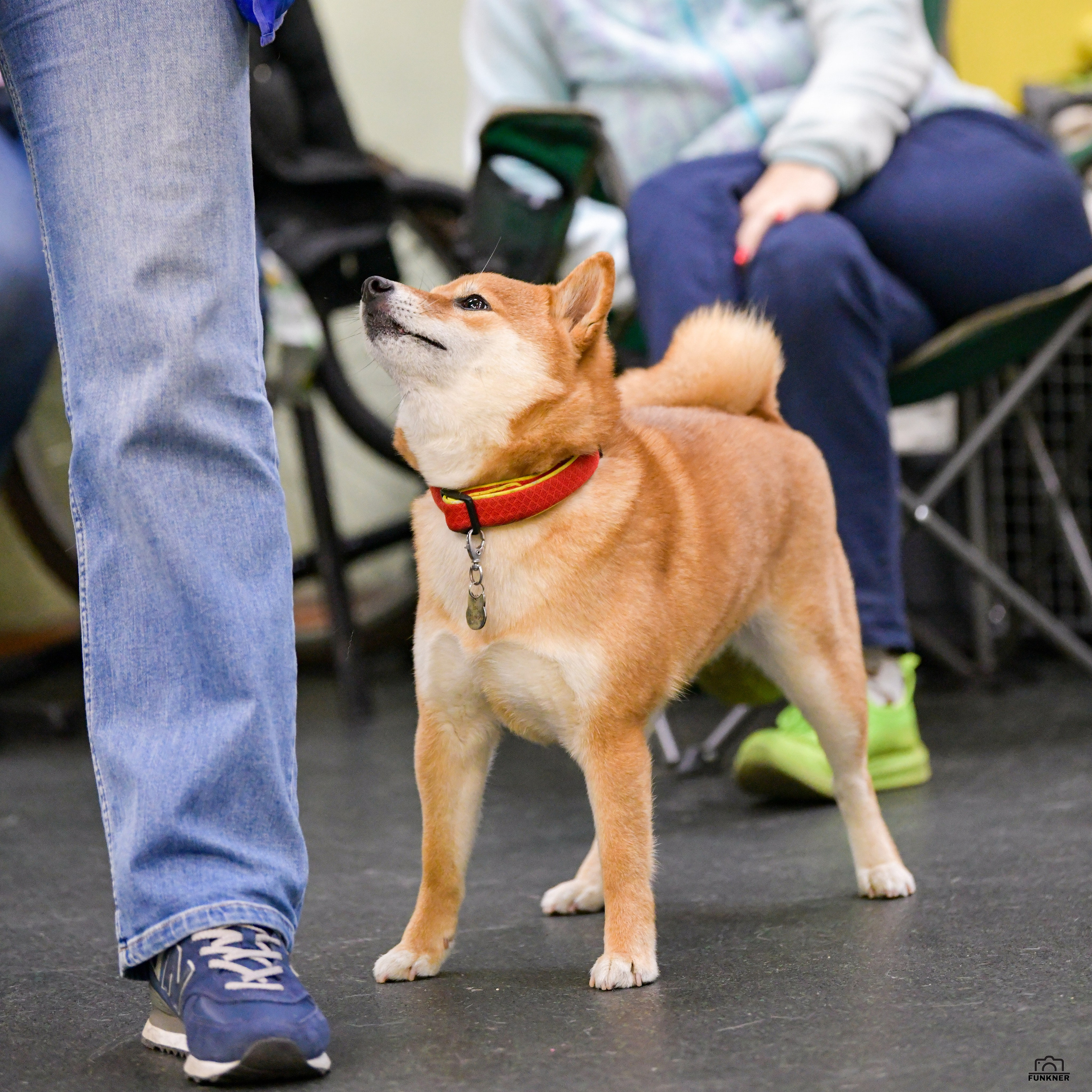 Кинологический клуб «Бодрый хвост». Свой взгляд через объектив