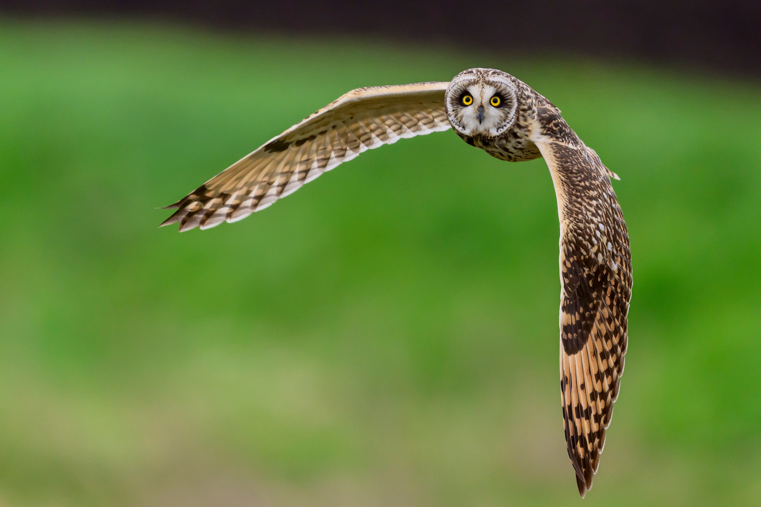 Охота болотных сов. Wildlife photography by Sergey Puponin
