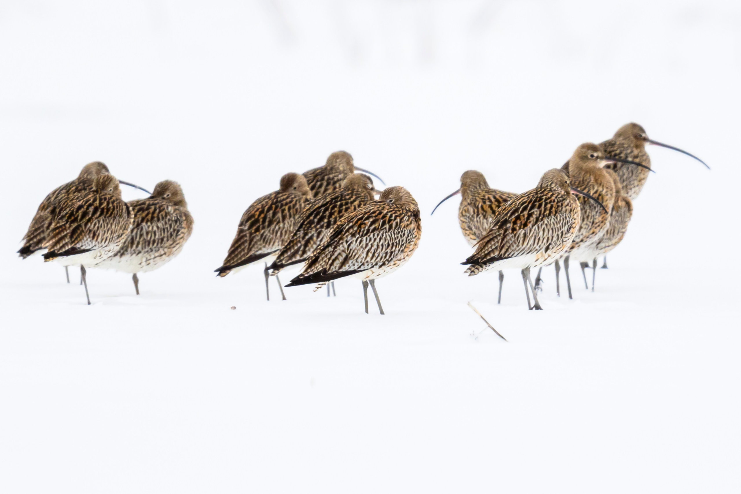 Большой кроншнеп. Фотограф Сергей Пупонин