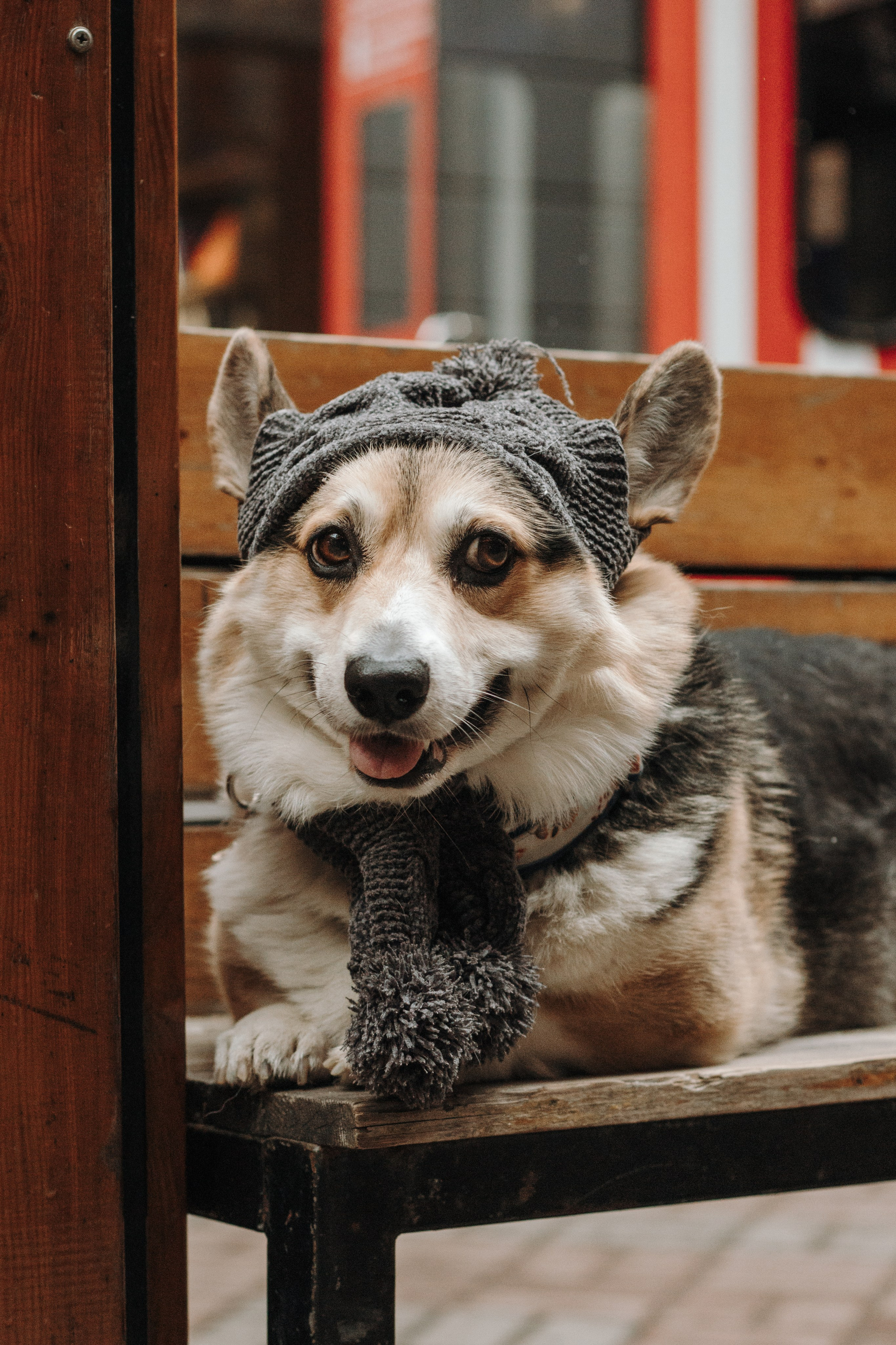 Марина, Артем и Лаки. Фотограф-анималист в Санкт-Петербурге