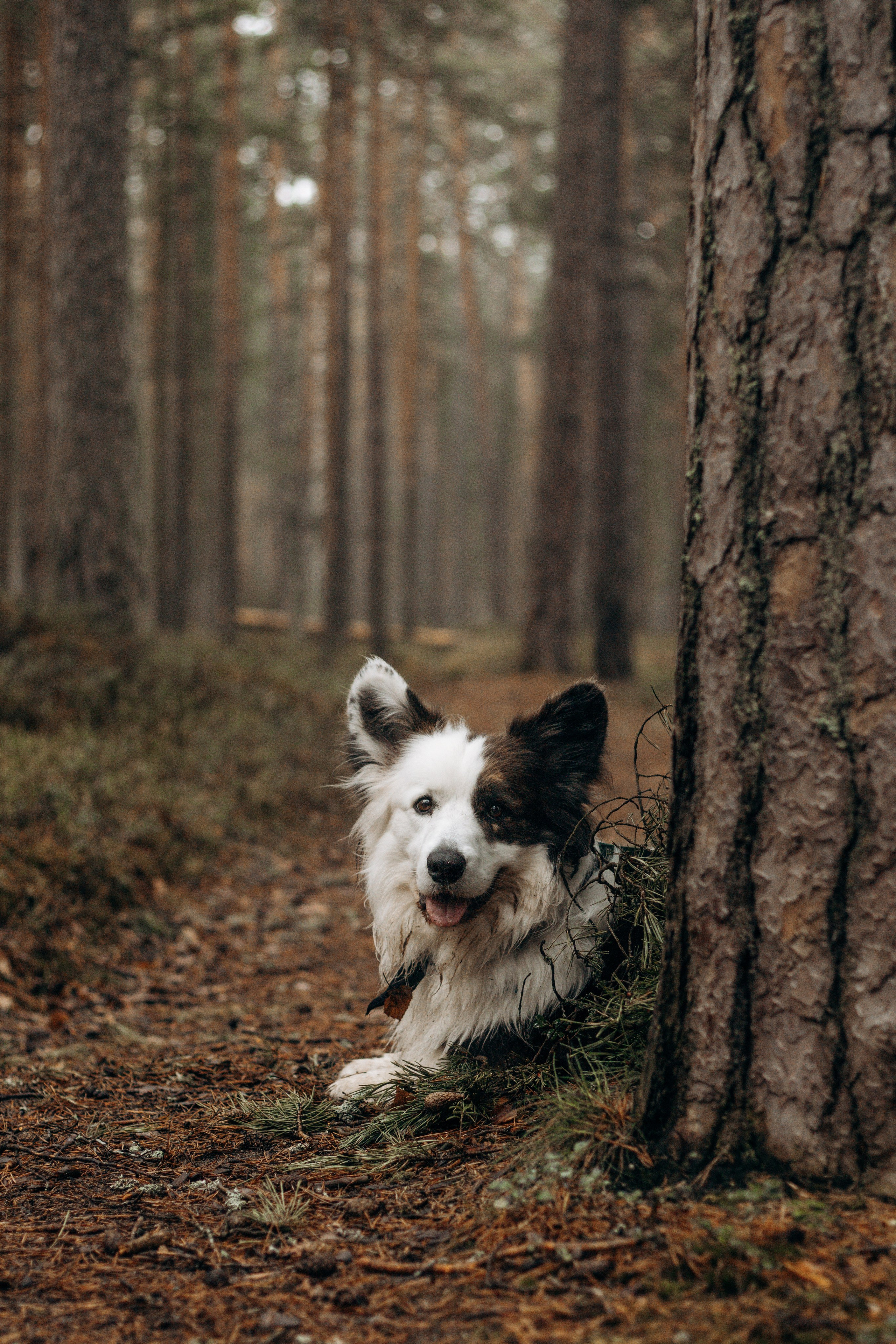 Настя, Серёжа и Джек. Фотограф-анималист в Санкт-Петербурге