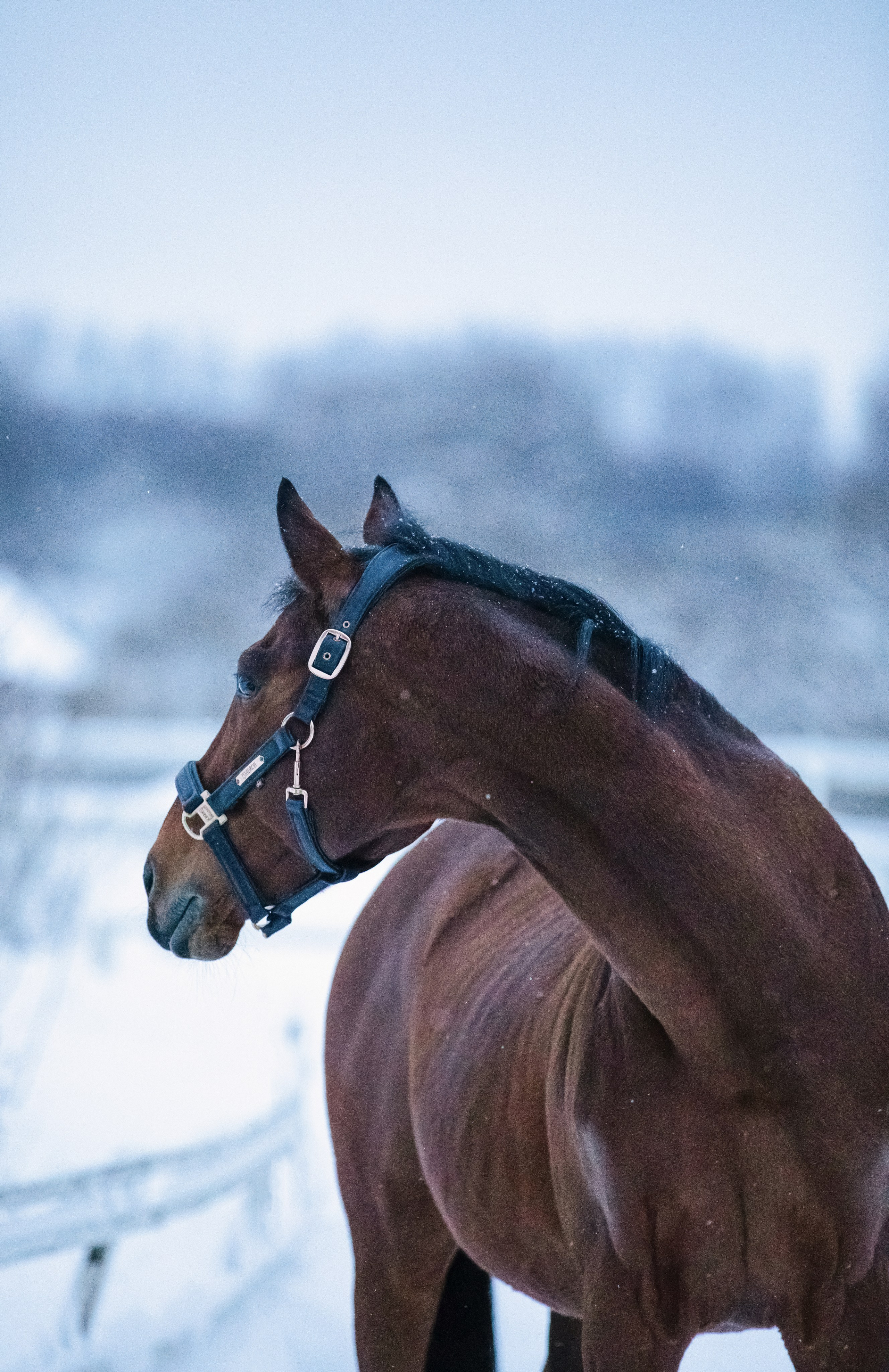 Браво. Фотограф-анималист Смирнова Клеопатра|Москва