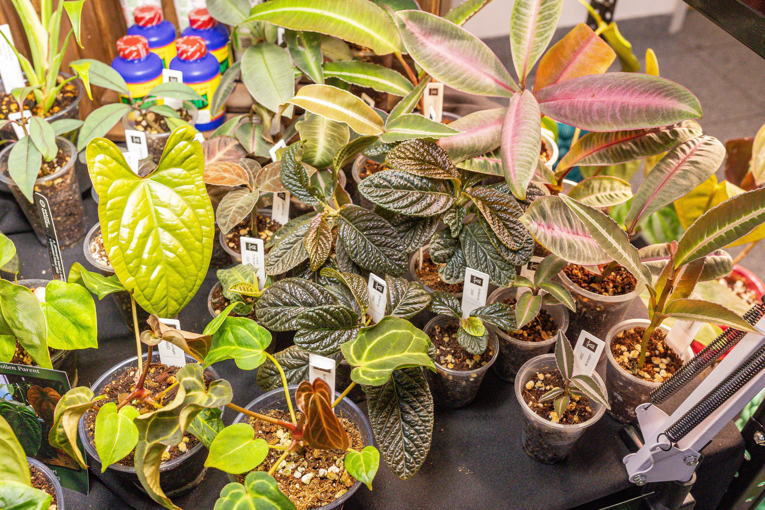 Монстериум апрель 2025. Александра Куликова фотограф, Москва