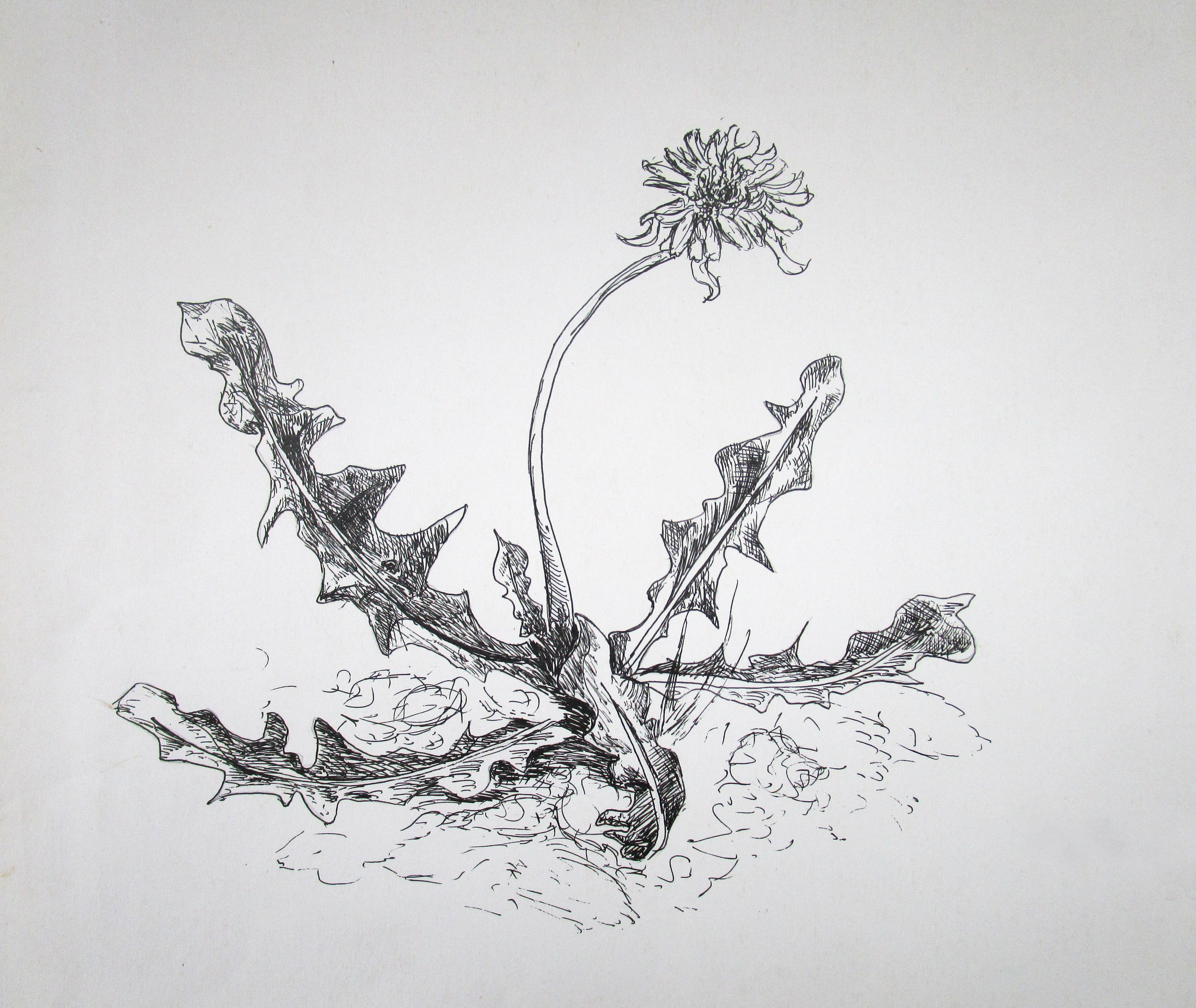 "Одинокий одуванчик", тушь, 2001