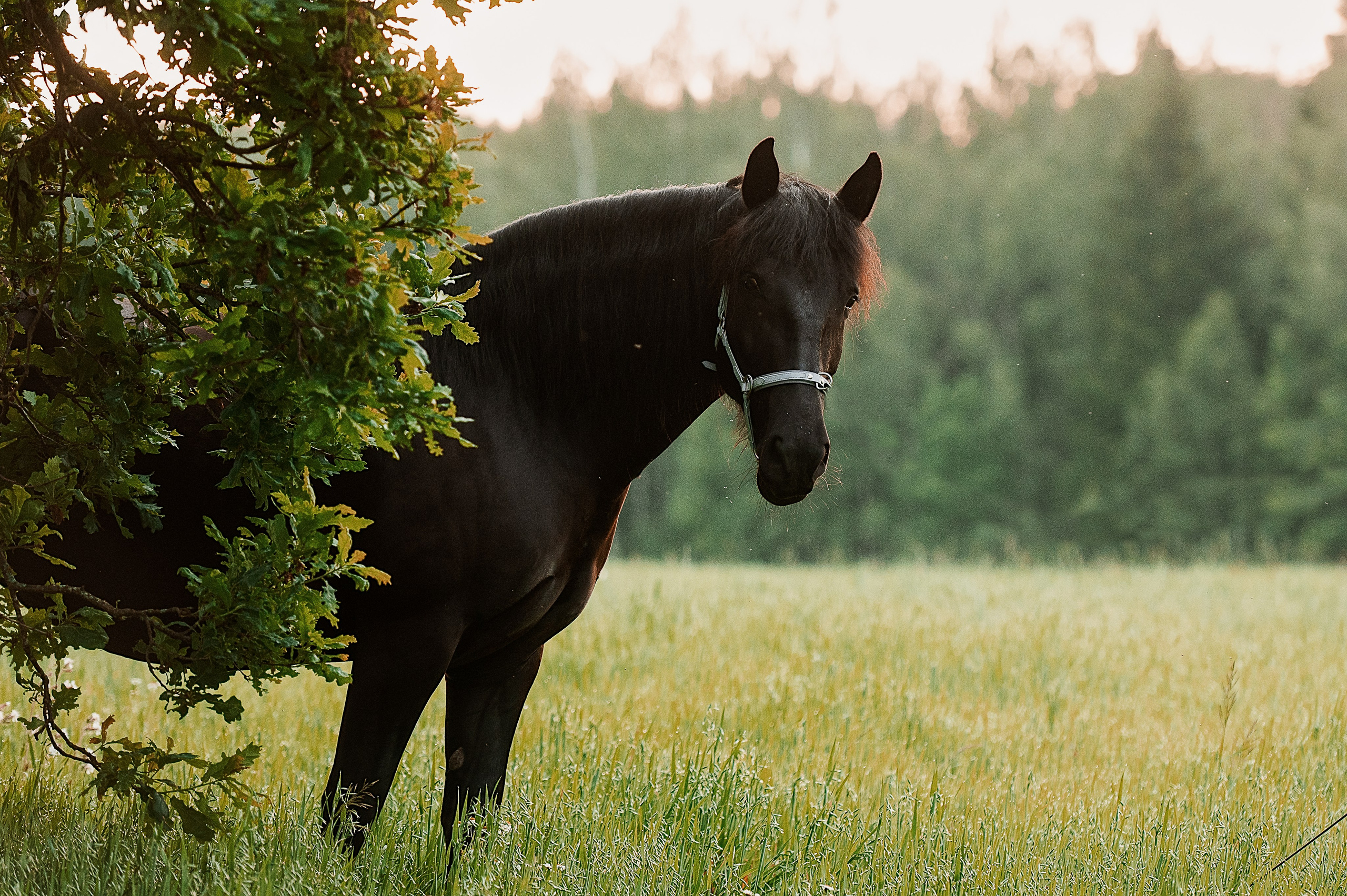 Мара. Фотограф-анималист