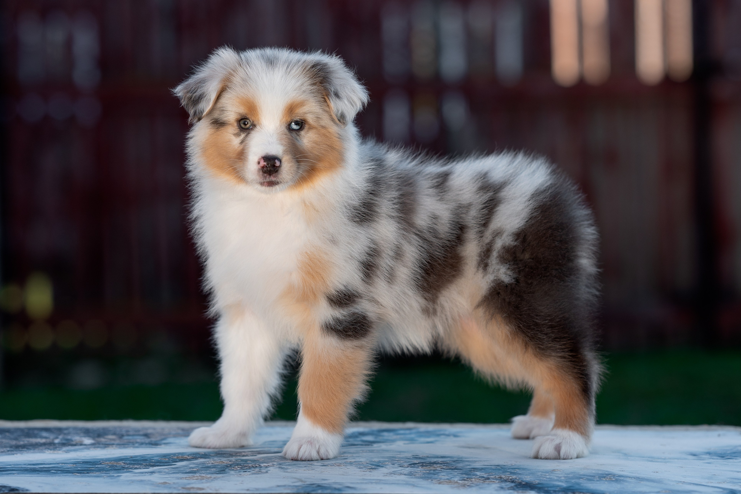 Заводчик Влада Эльман. Творческий фотограф Вологда