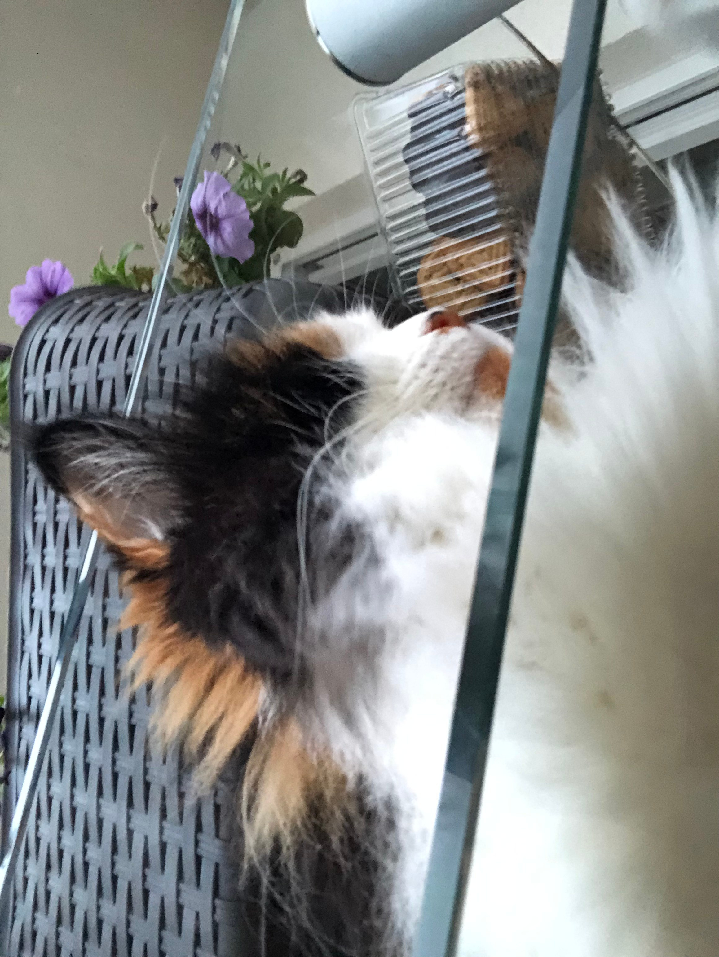 Август. Семейный, Свадебный фотограф СПБ Питер— Романова Екатерина