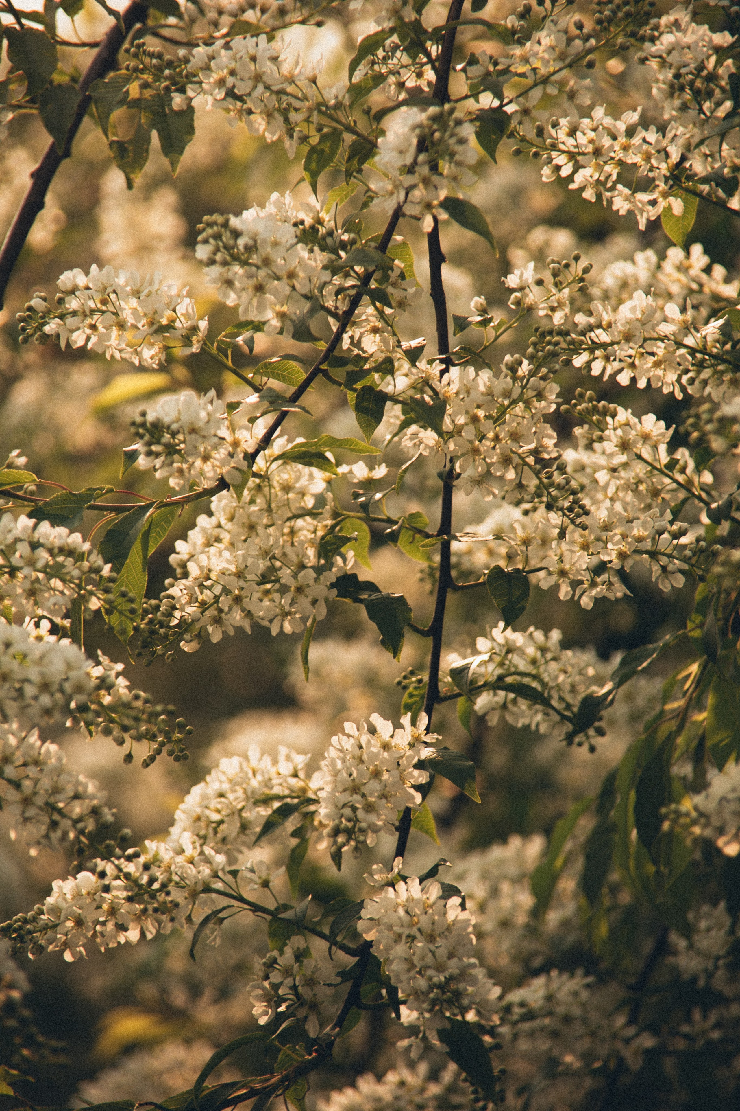 Природа. Darinishna Фэнтези-фотограф Хабаровск