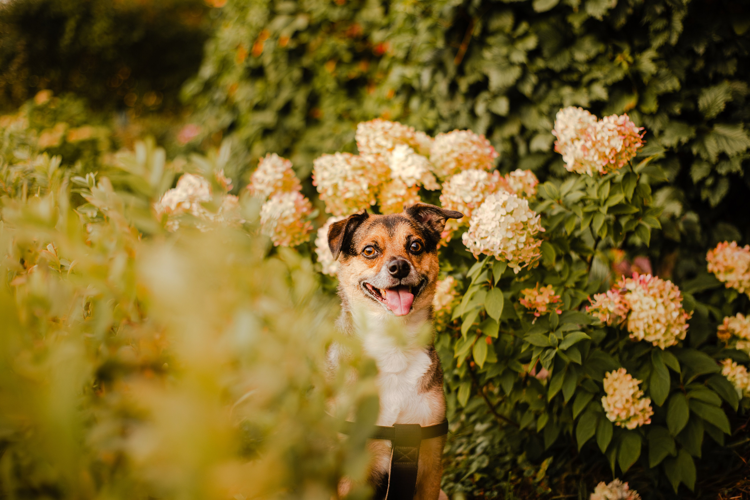 Виктория и Раф. Фотограф-анималист Мария Баркевич | Москва