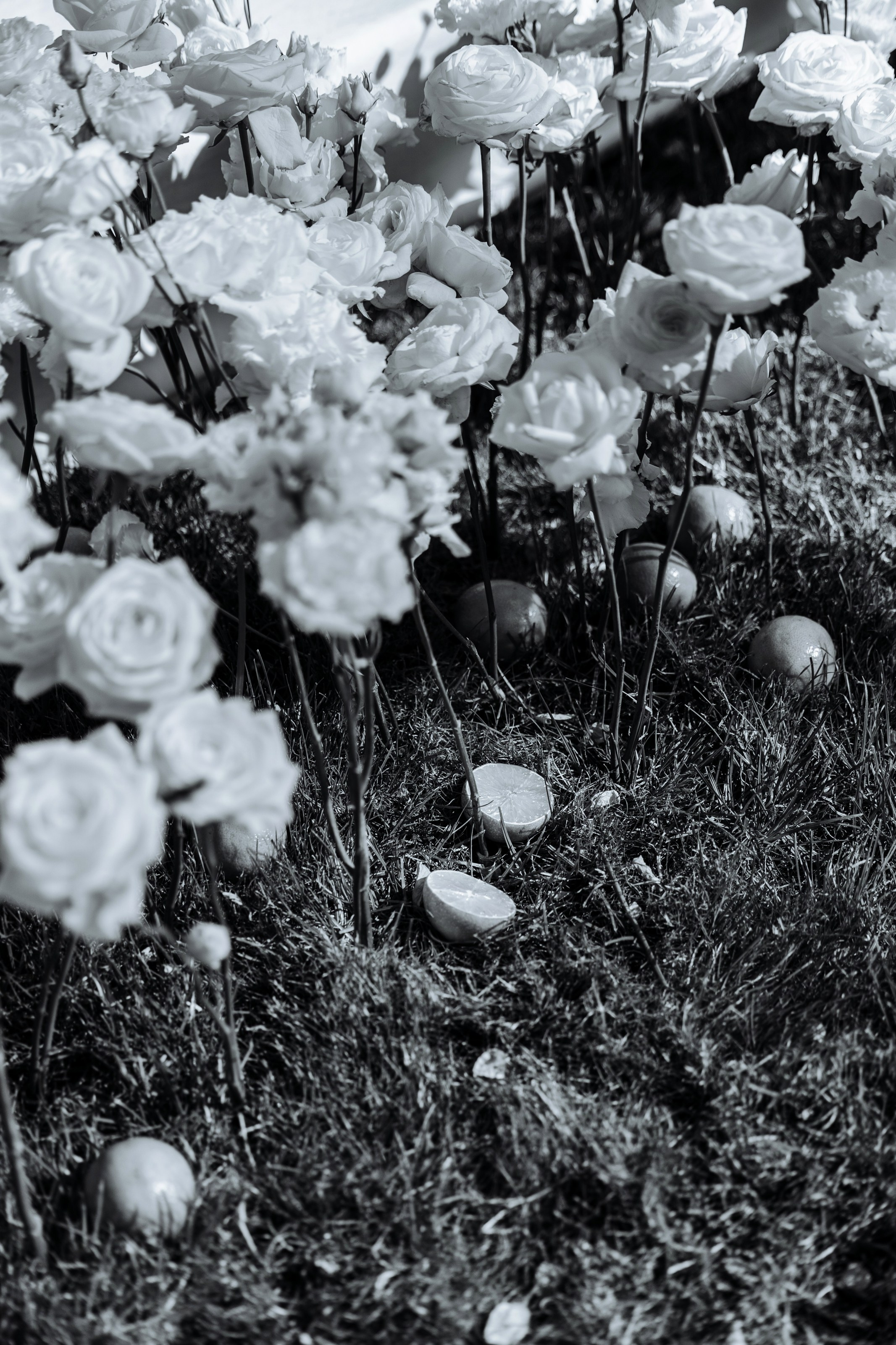 Дмитрий и Николь. Свадебный фотограф в Ростове — на — Дону Александра Пивоварова