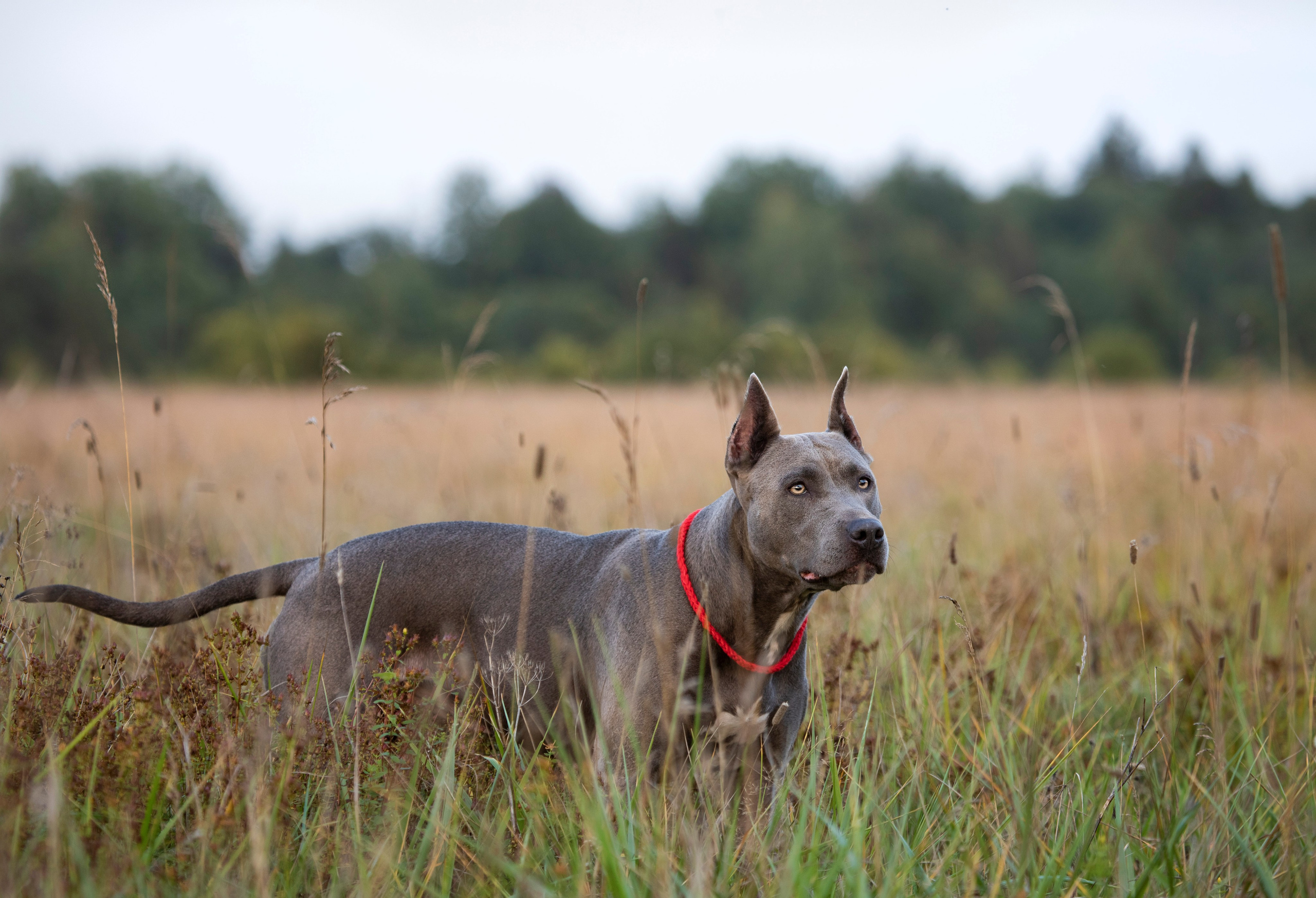 Прогулочные фотосъёмки лес, поле. Фотограф-анималист Павлова Любовь