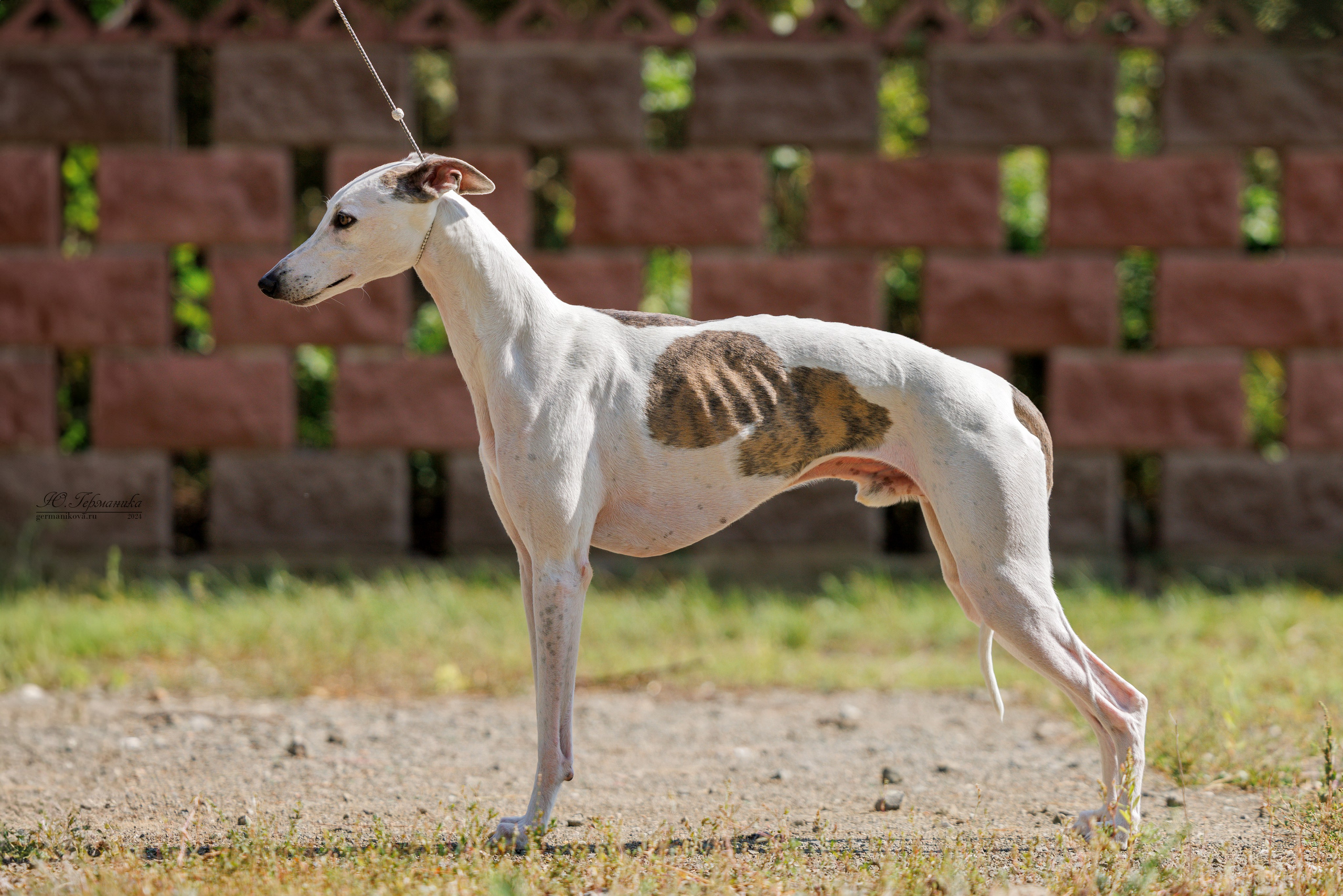 Астана 2хCACIB 17-18.08.2024. Фотограф-анималист Юлия Германика