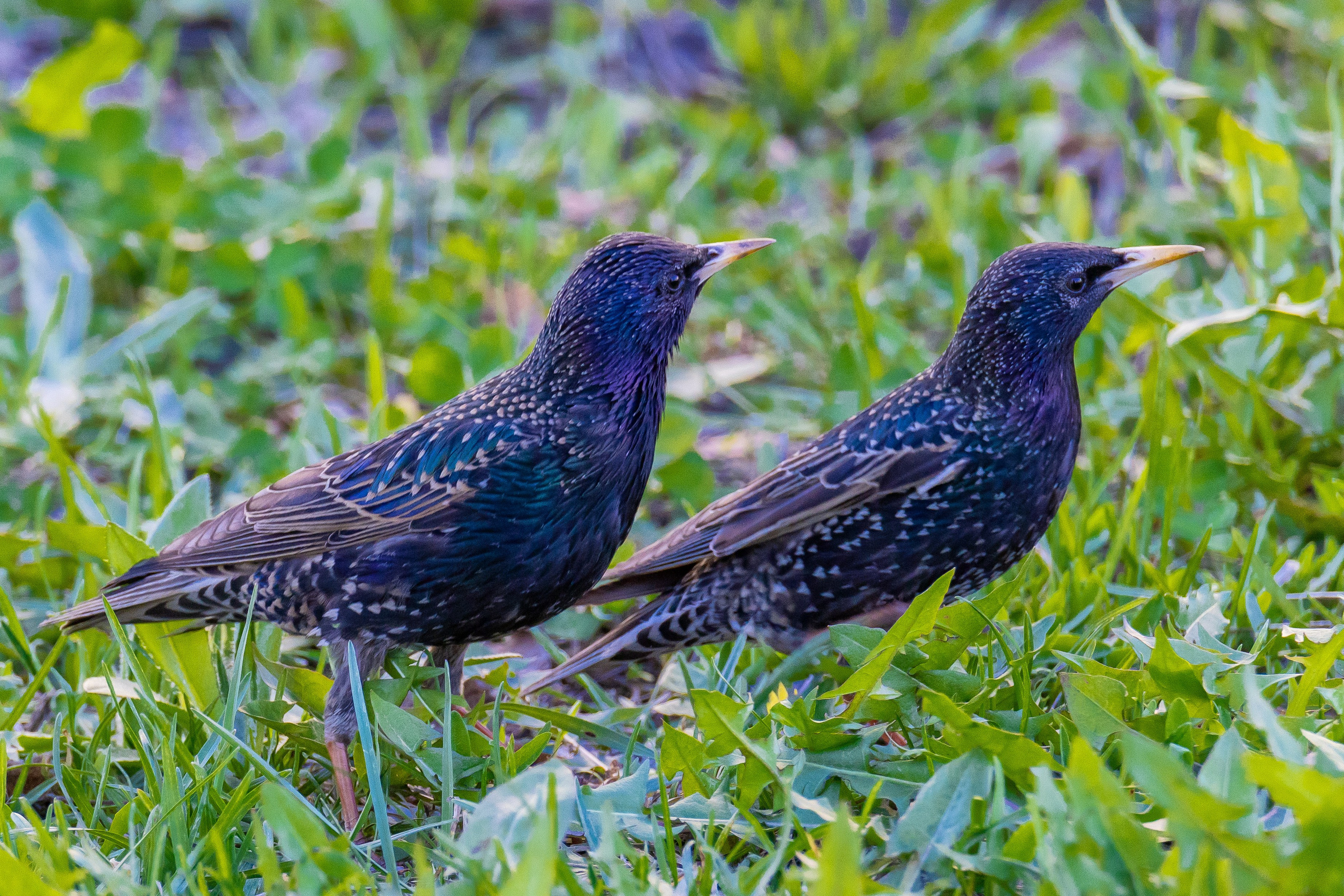 Дикая природа. Photomantis