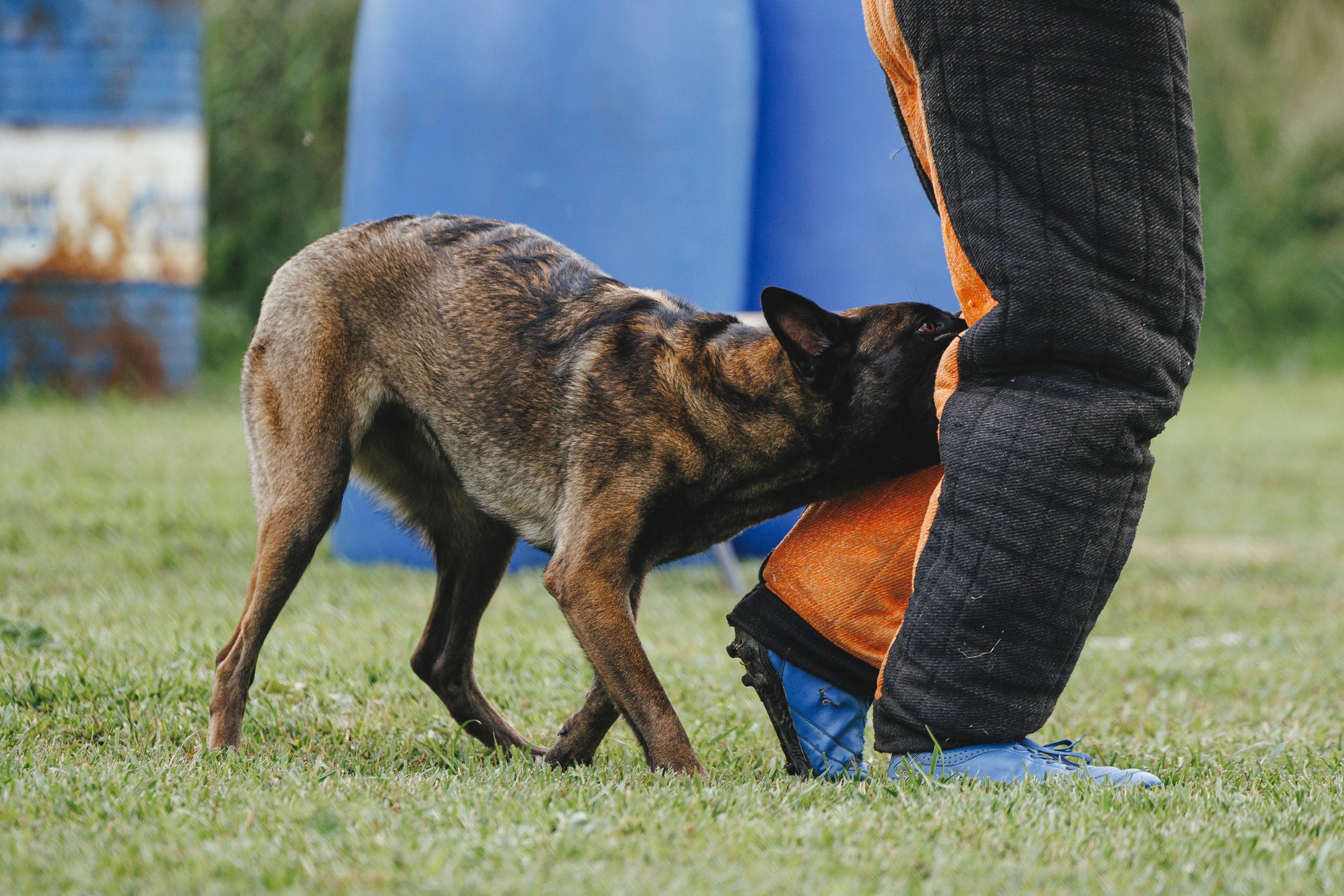 08.08.25-10.08.25 ЧР по мондьорингу г. Вологда. Фотограф-анималист Анна Маринич