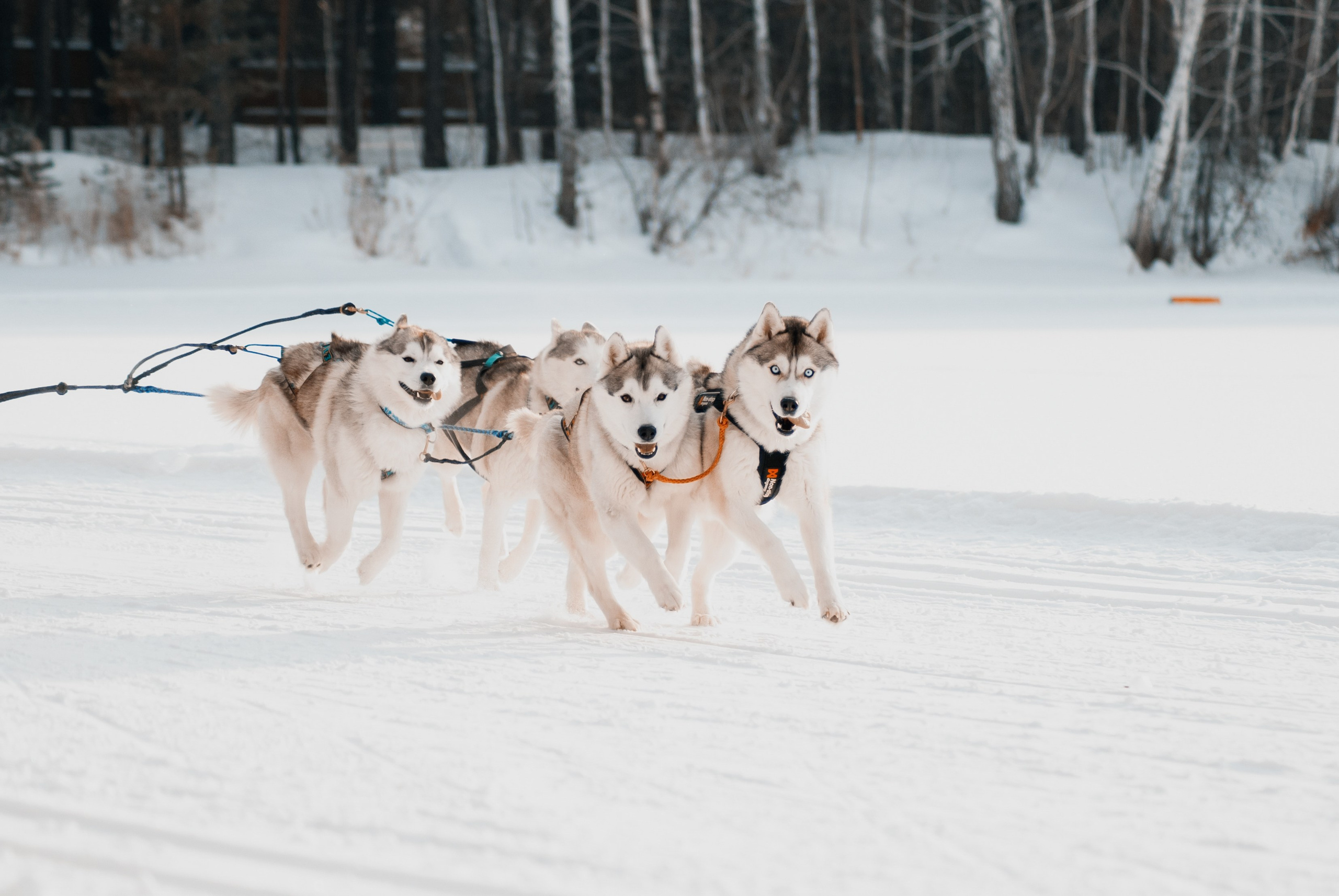 Ездовой спорт. Фотограф в Тюмени Лизавета Сапицкая