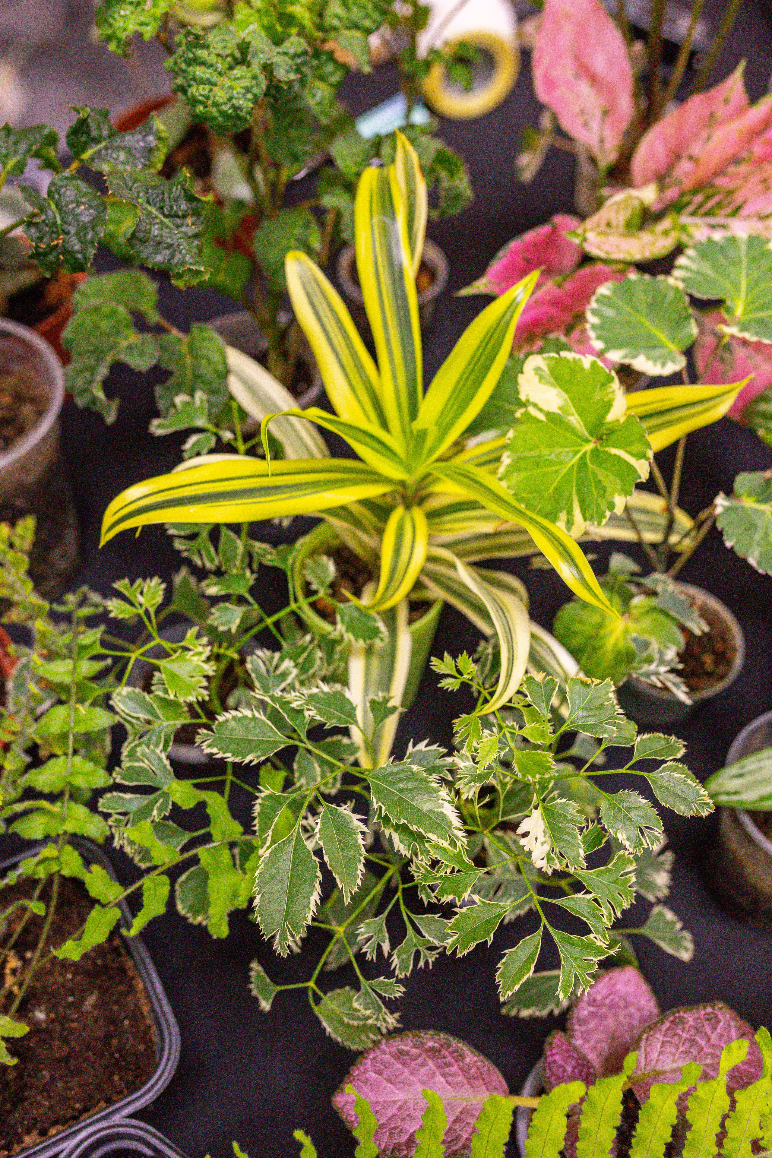 Монстериум 11–12 октября. Александра Куликова фотограф, Москва