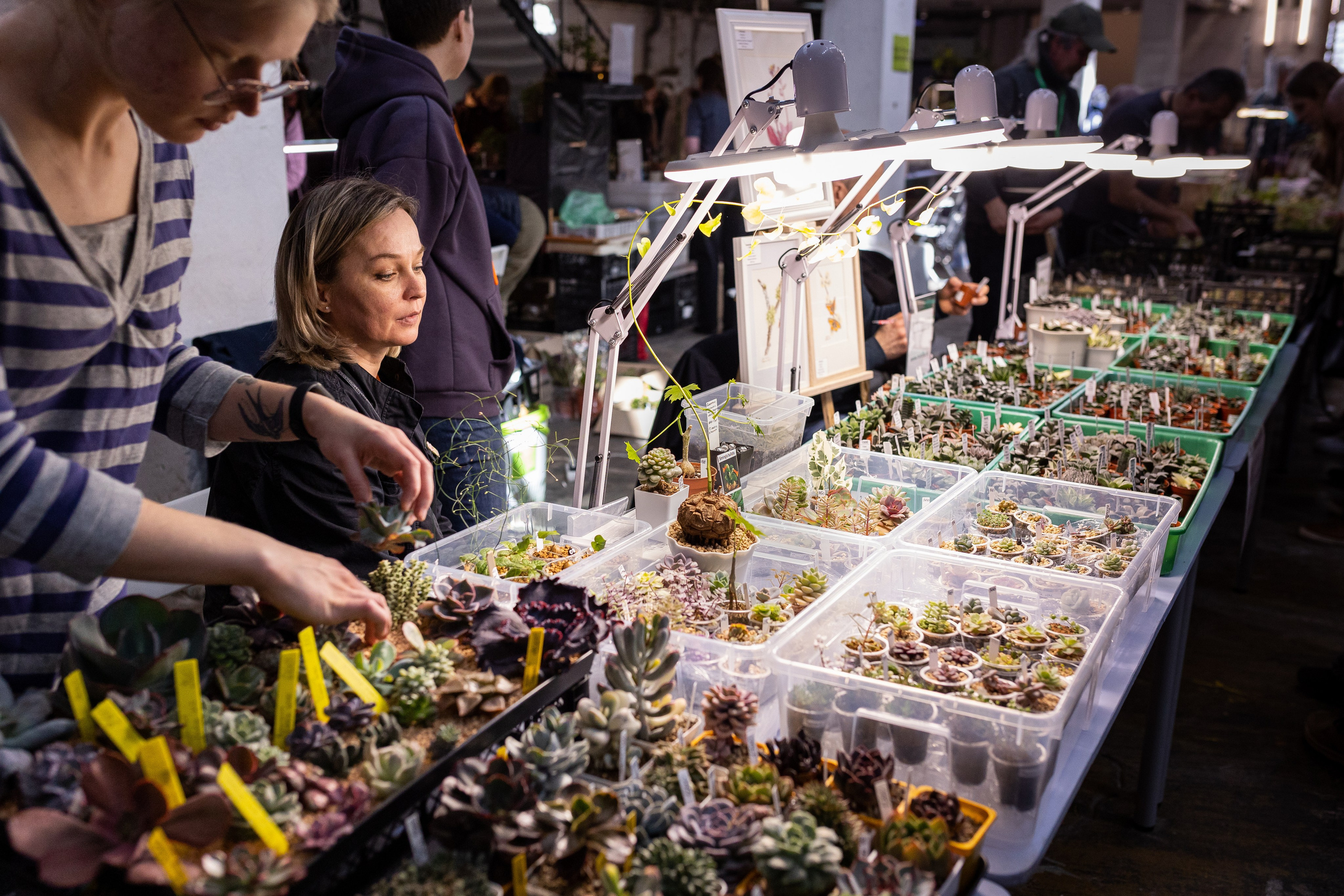 Meza market 2024. Александра Куликова фотограф, Москва