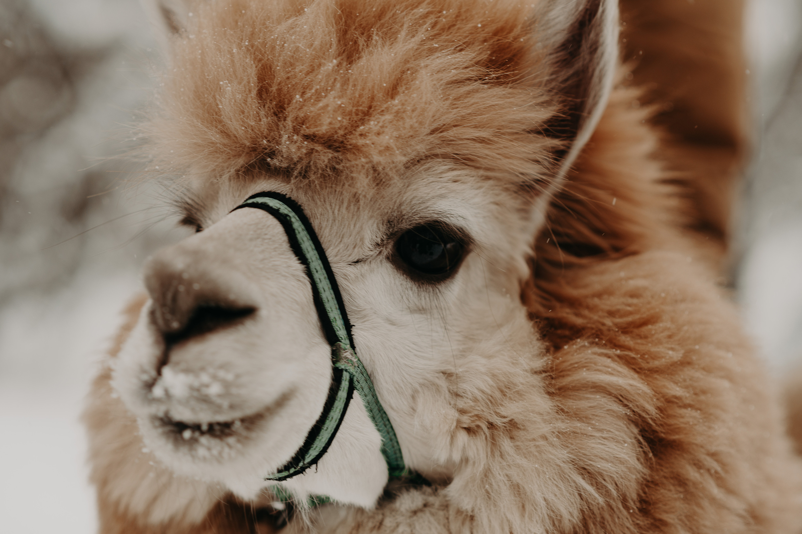 Альпаки. Свадебный и семейный фотограф Максим Сорокин