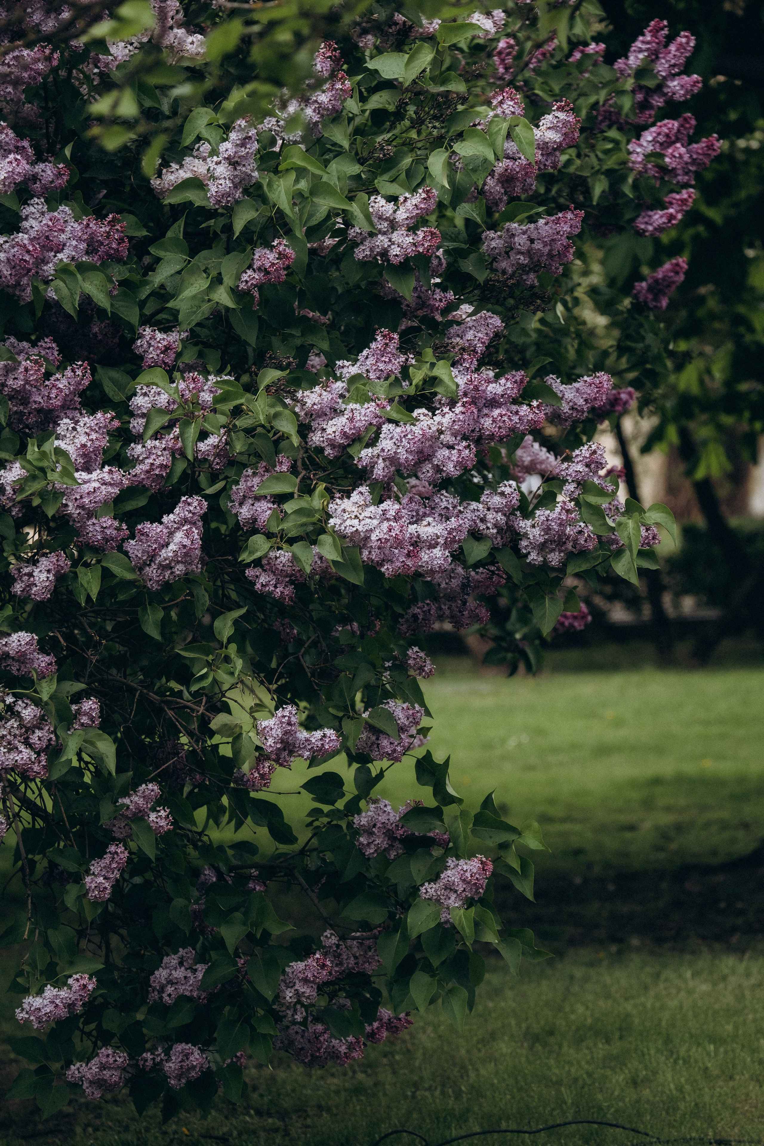 ПРОГУЛКА В МИНСКЕ. Профессиональный фотограф, Санкт-Петербург — Виктория Богомолова