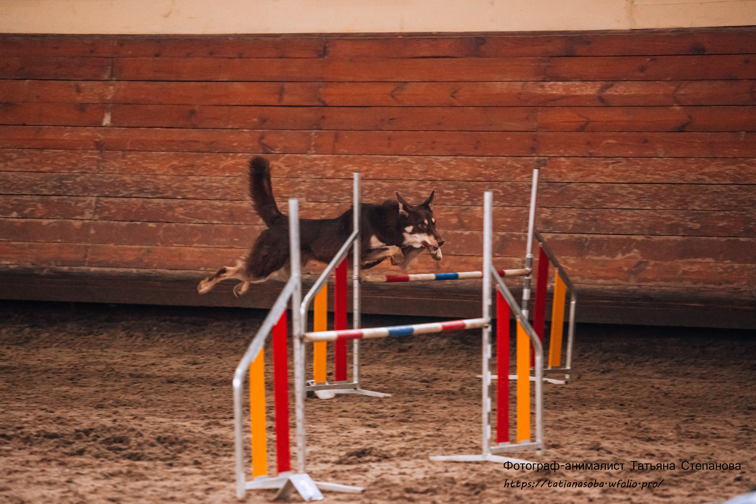 Соревнования по Аджилити 25.02.2024. Фотограф-анималист Татьяна Степанова