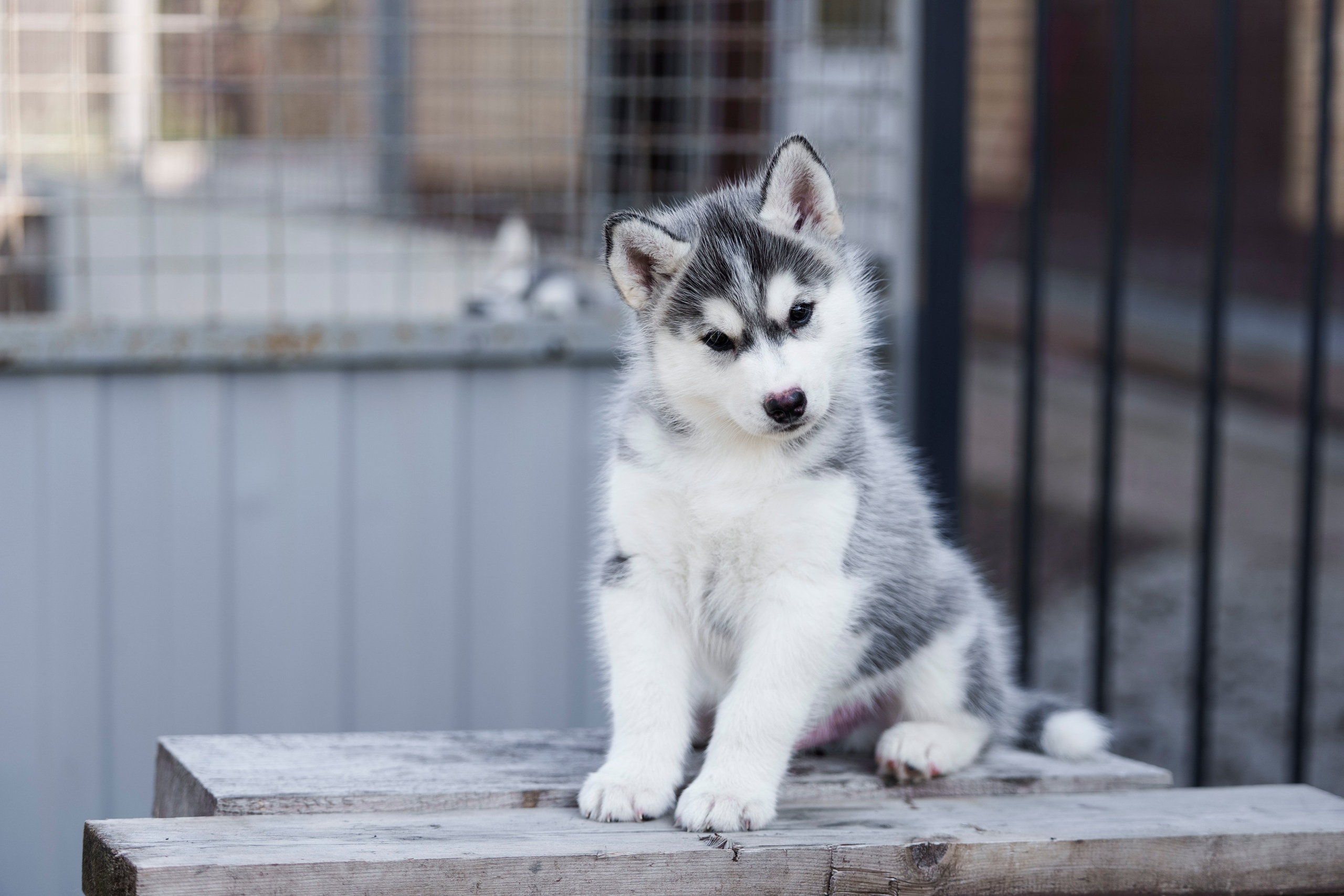 Собаки. FASHION ФОТОГРАФ КАЗАНЬ