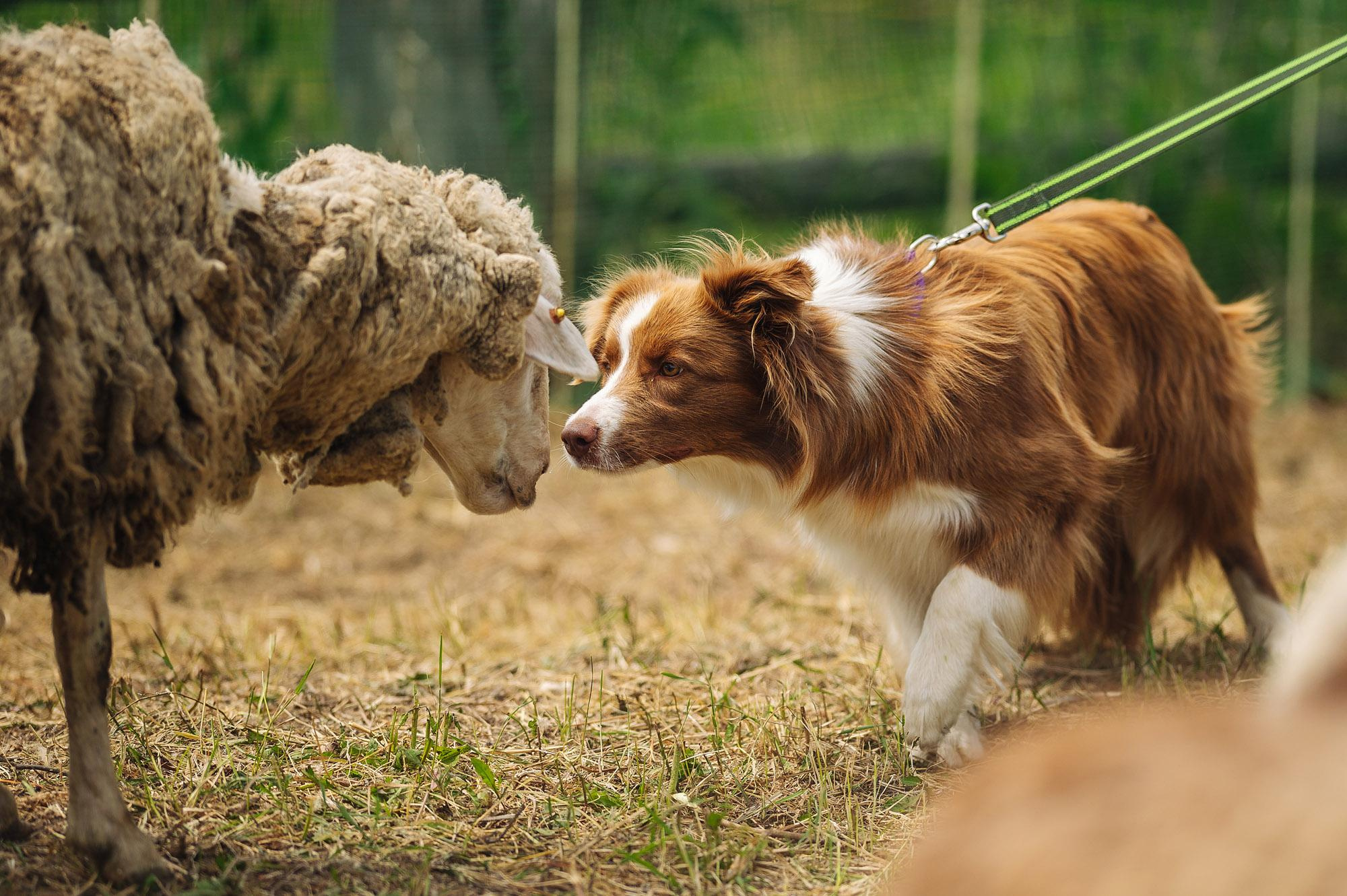 Съмка собак. Спортивный фотограф в Уфе Евгений Буров