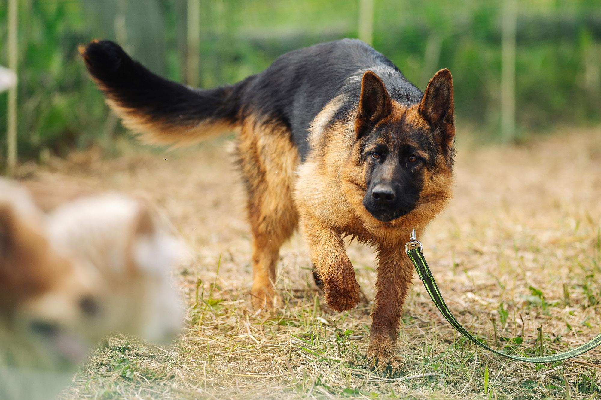 Съмка собак. Спортивный фотограф в Уфе Евгений Буров