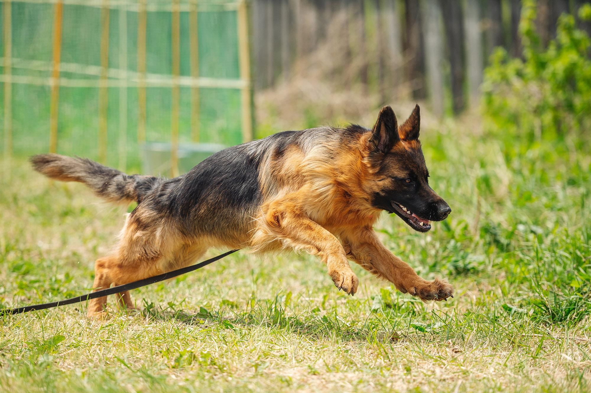Съмка собак. Спортивный фотограф в Уфе Евгений Буров
