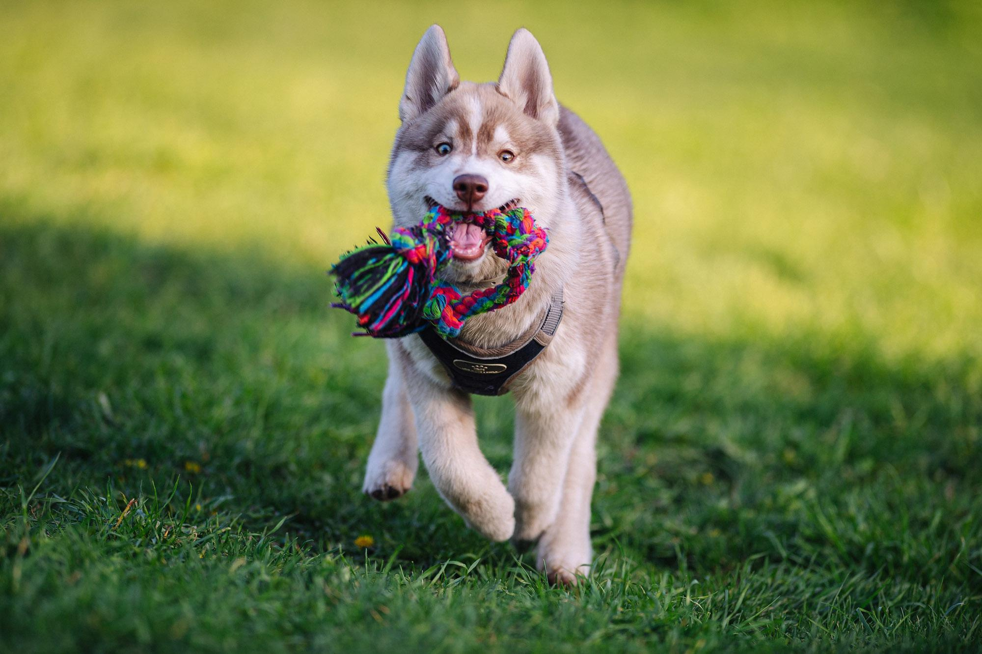 Съмка собак. Спортивный фотограф в Уфе Евгений Буров