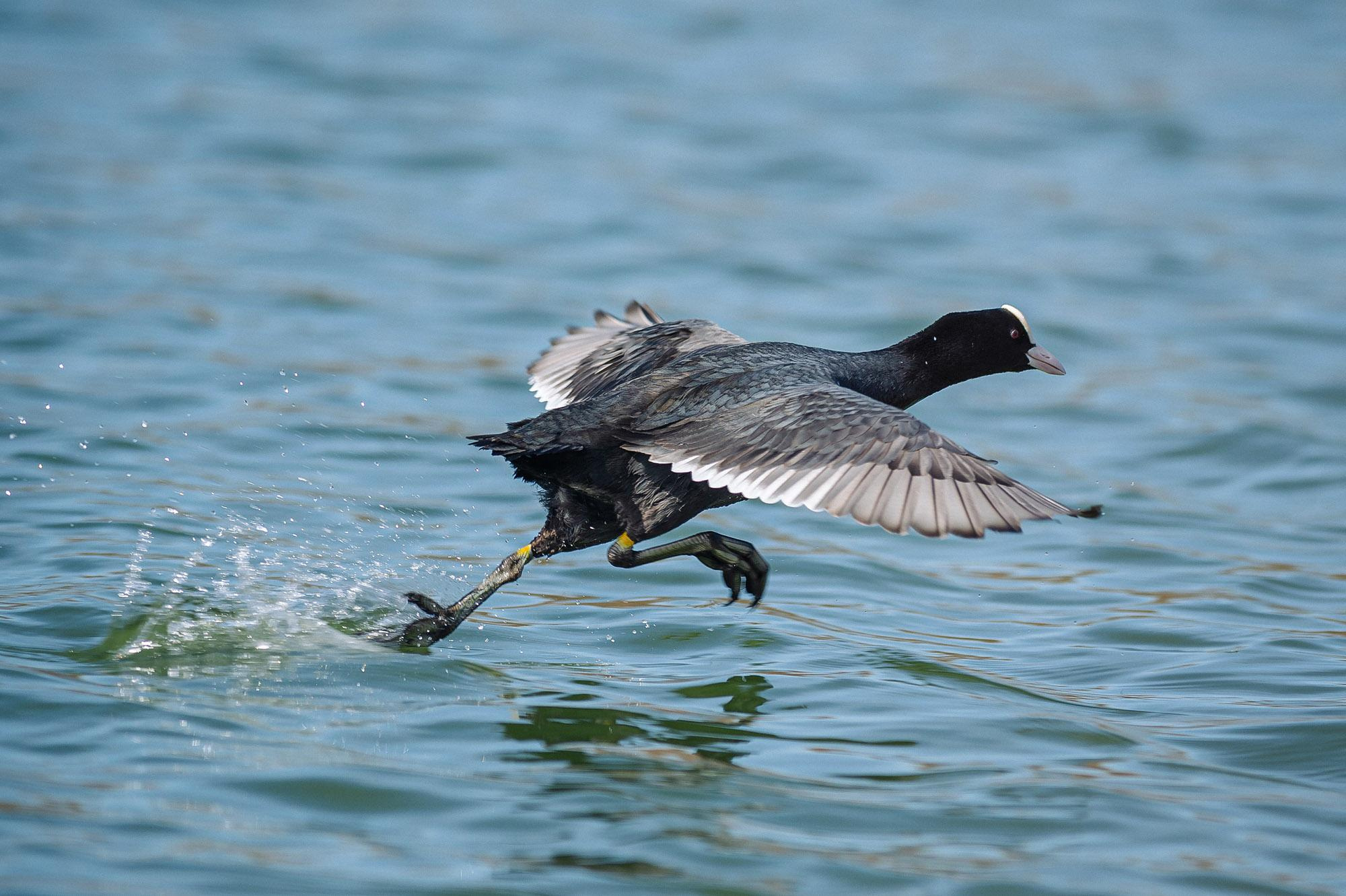 WildLife. Спортивный фотограф в Уфе Евгений Буров
