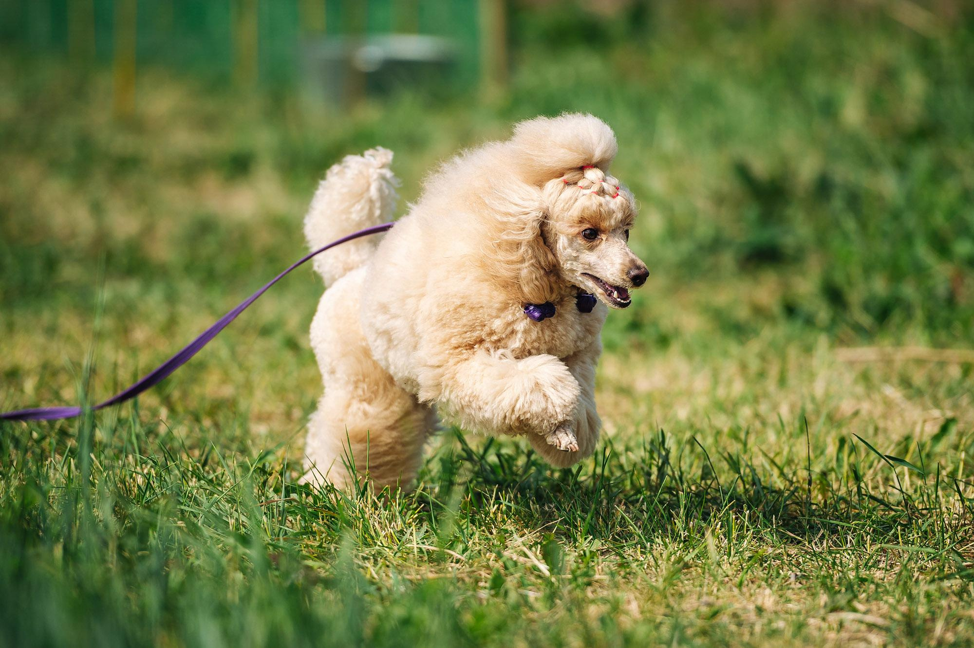 Съмка собак. Спортивный фотограф в Уфе Евгений Буров
