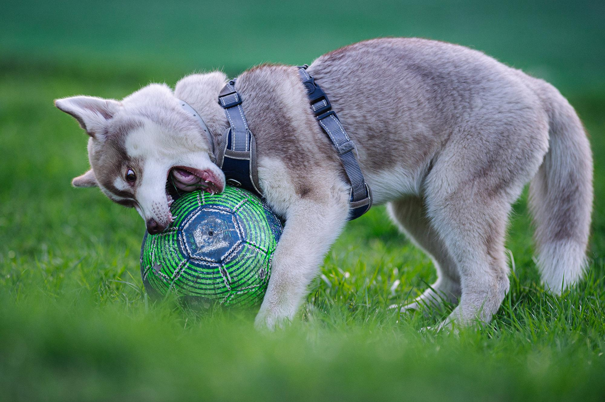 Съмка собак. Спортивный фотограф в Уфе Евгений Буров