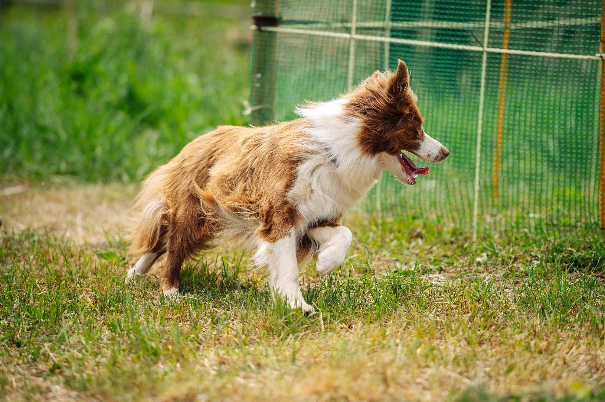 Съмка собак. Спортивный фотограф в Уфе Евгений Буров