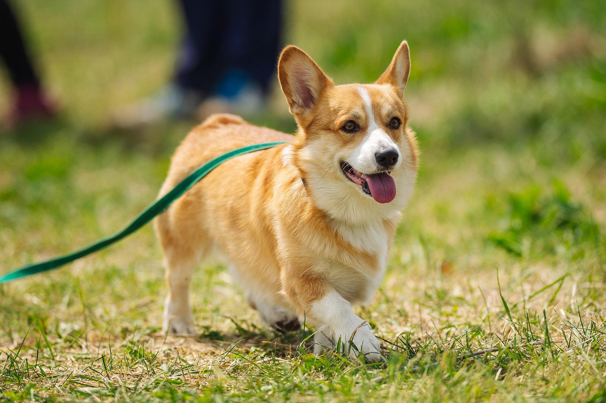 Съмка собак. Спортивный фотограф в Уфе Евгений Буров