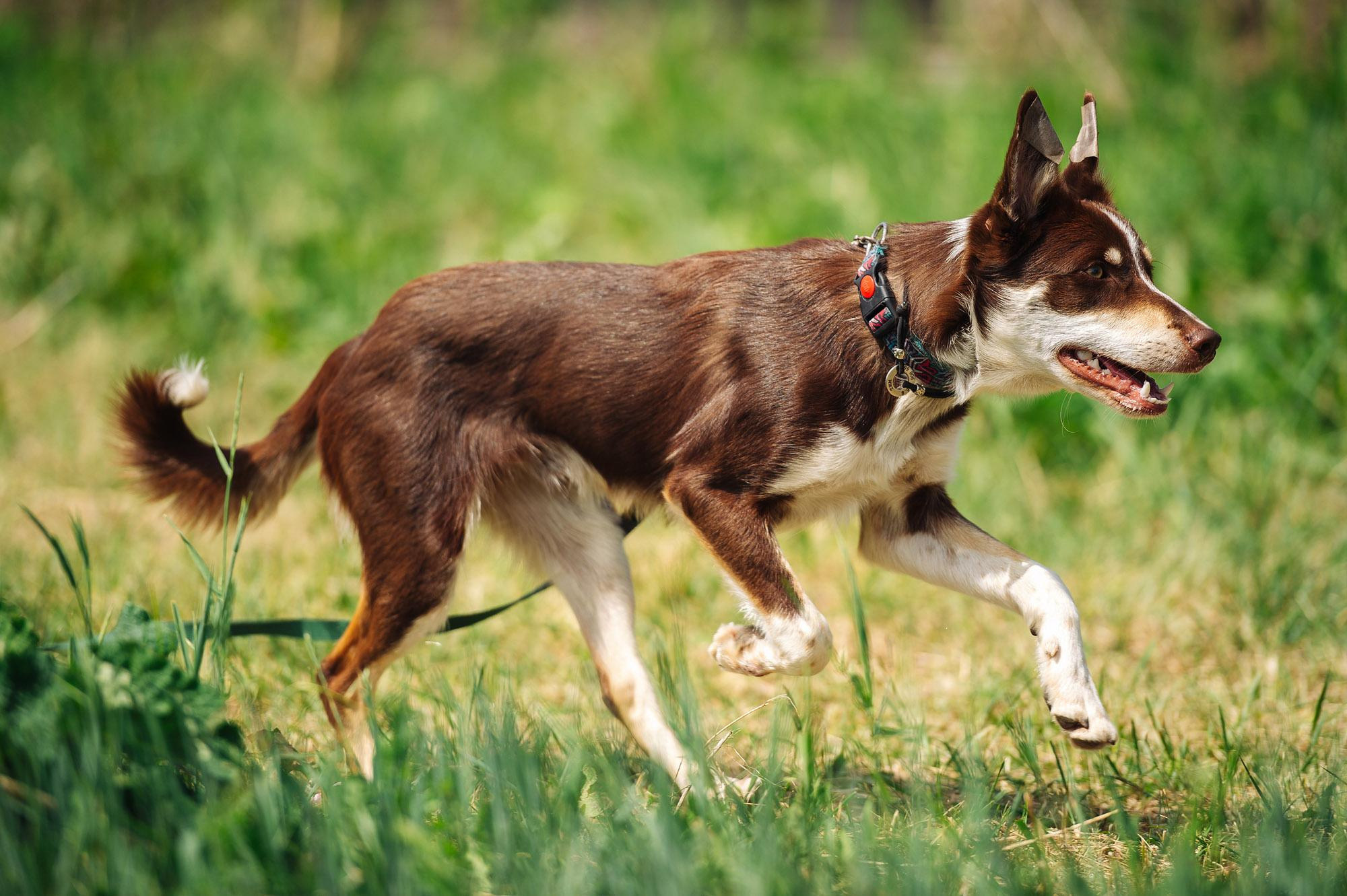 Съмка собак. Спортивный фотограф в Уфе Евгений Буров