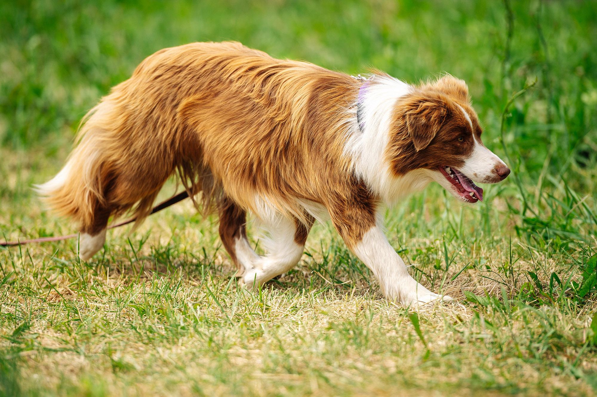Съмка собак. Спортивный фотограф в Уфе Евгений Буров