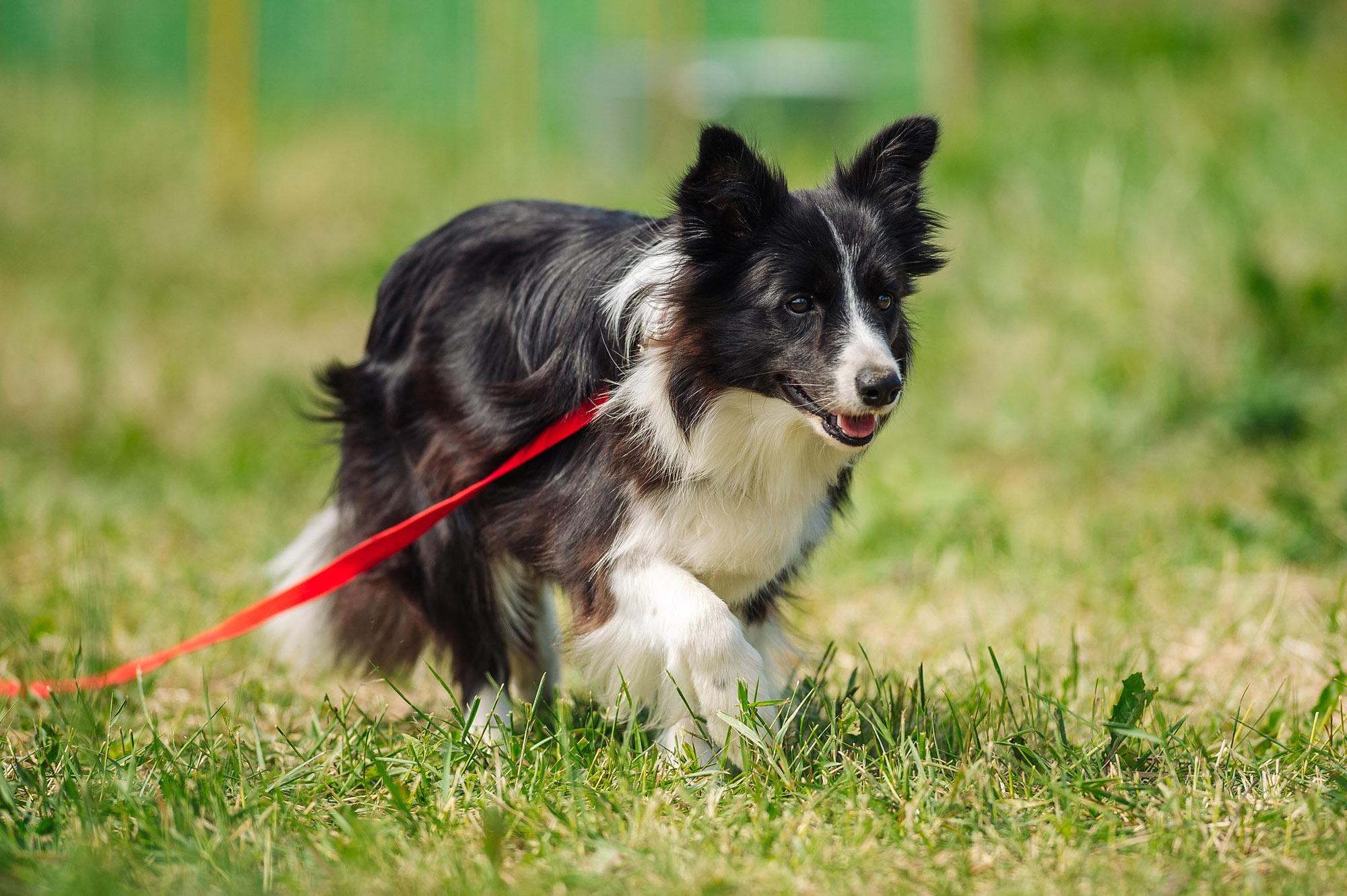 Съмка собак. Спортивный фотограф в Уфе Евгений Буров