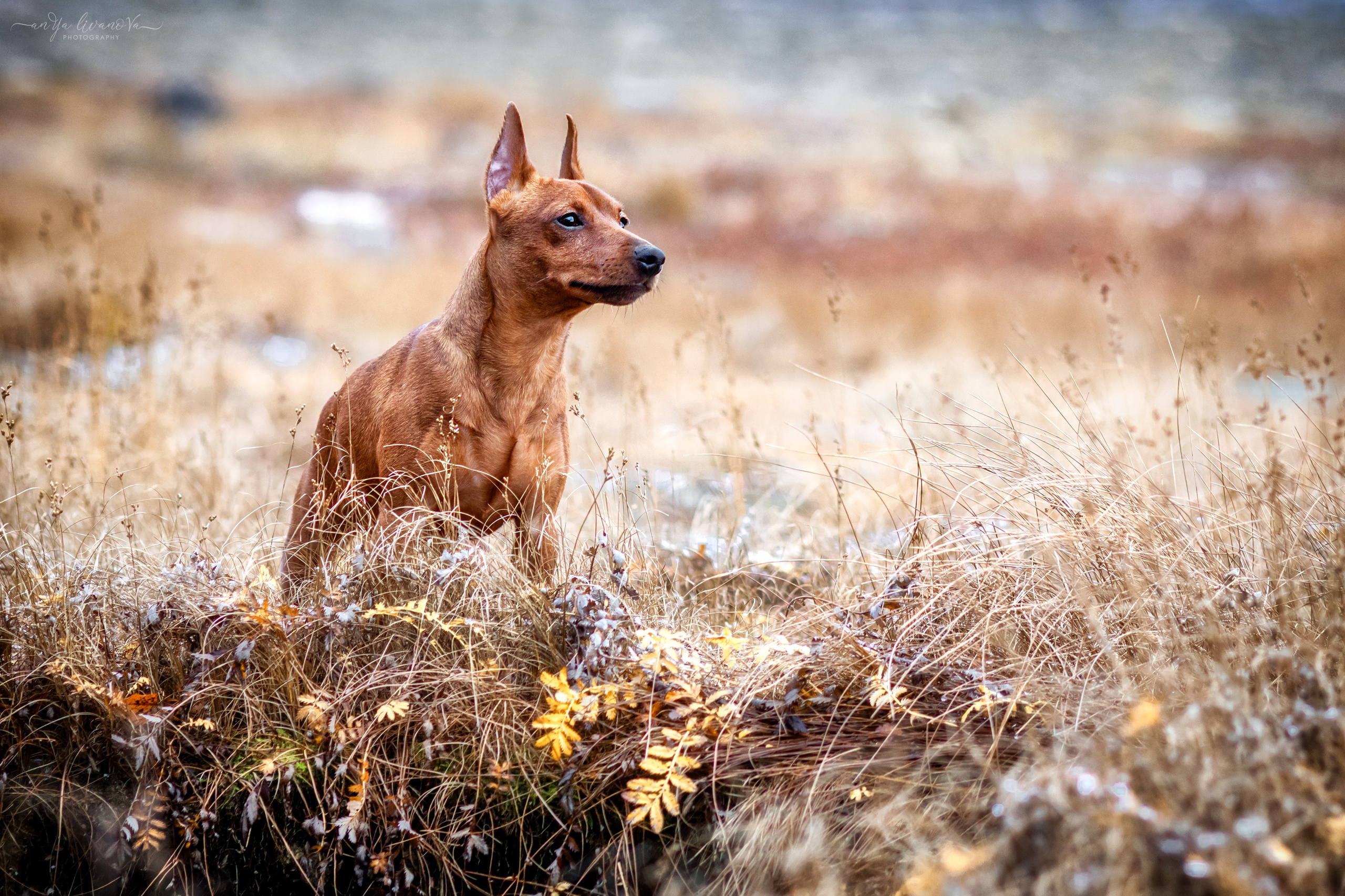 Пашка. Фотограф анималист Аня Ливанова | Рыбинск