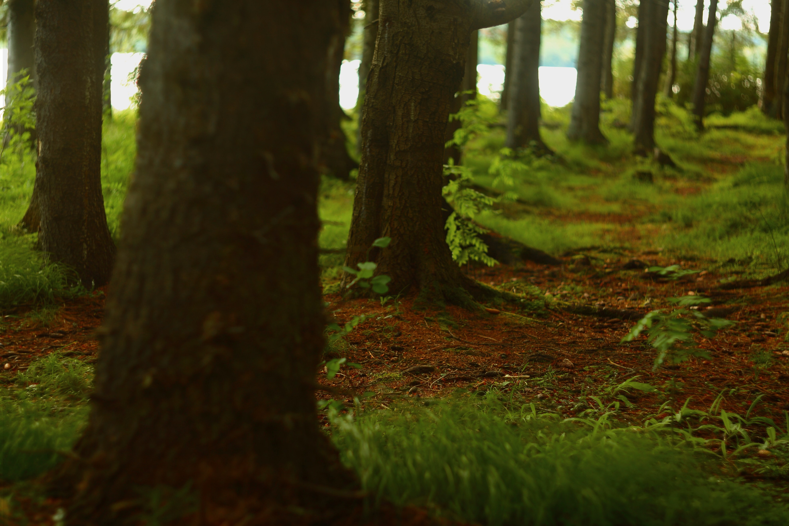 Средняя полоса. Свадебный и репортажный фотограф в Ярославле и Санкт-Петербурге Роман Микрюков