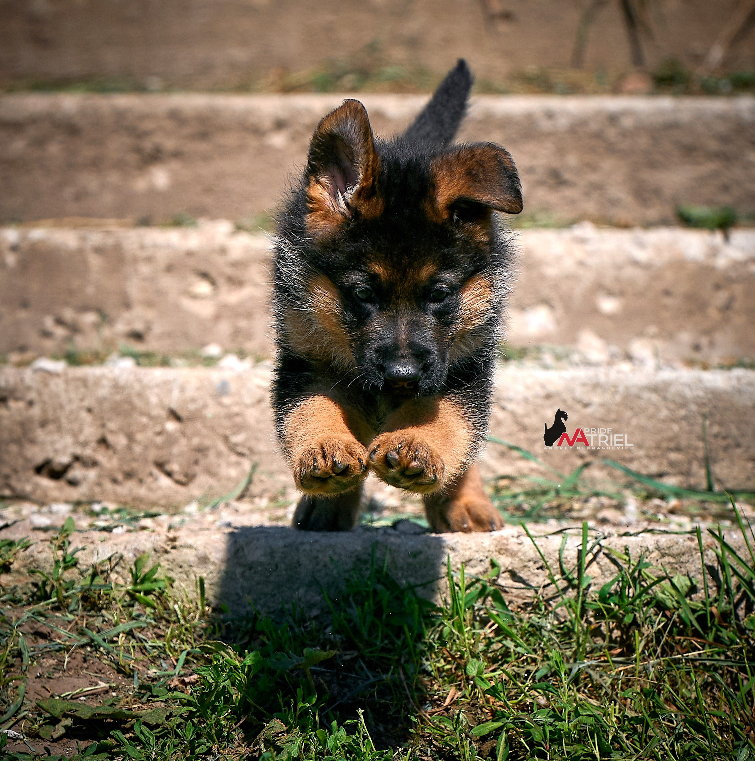 Щенки на прогулке — галерея NATRIEL